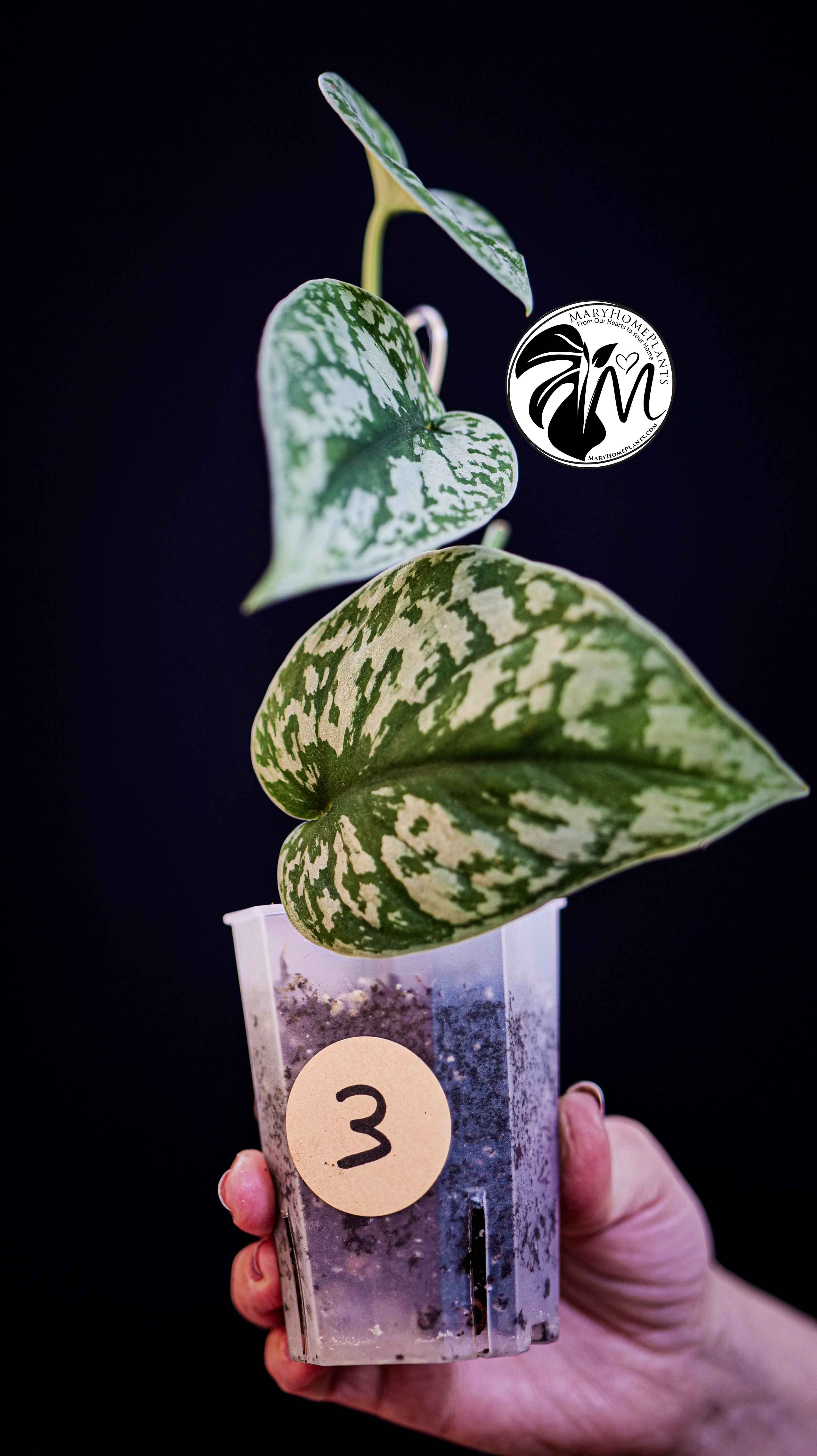 Scindapsus Pictus Exotica Trebie