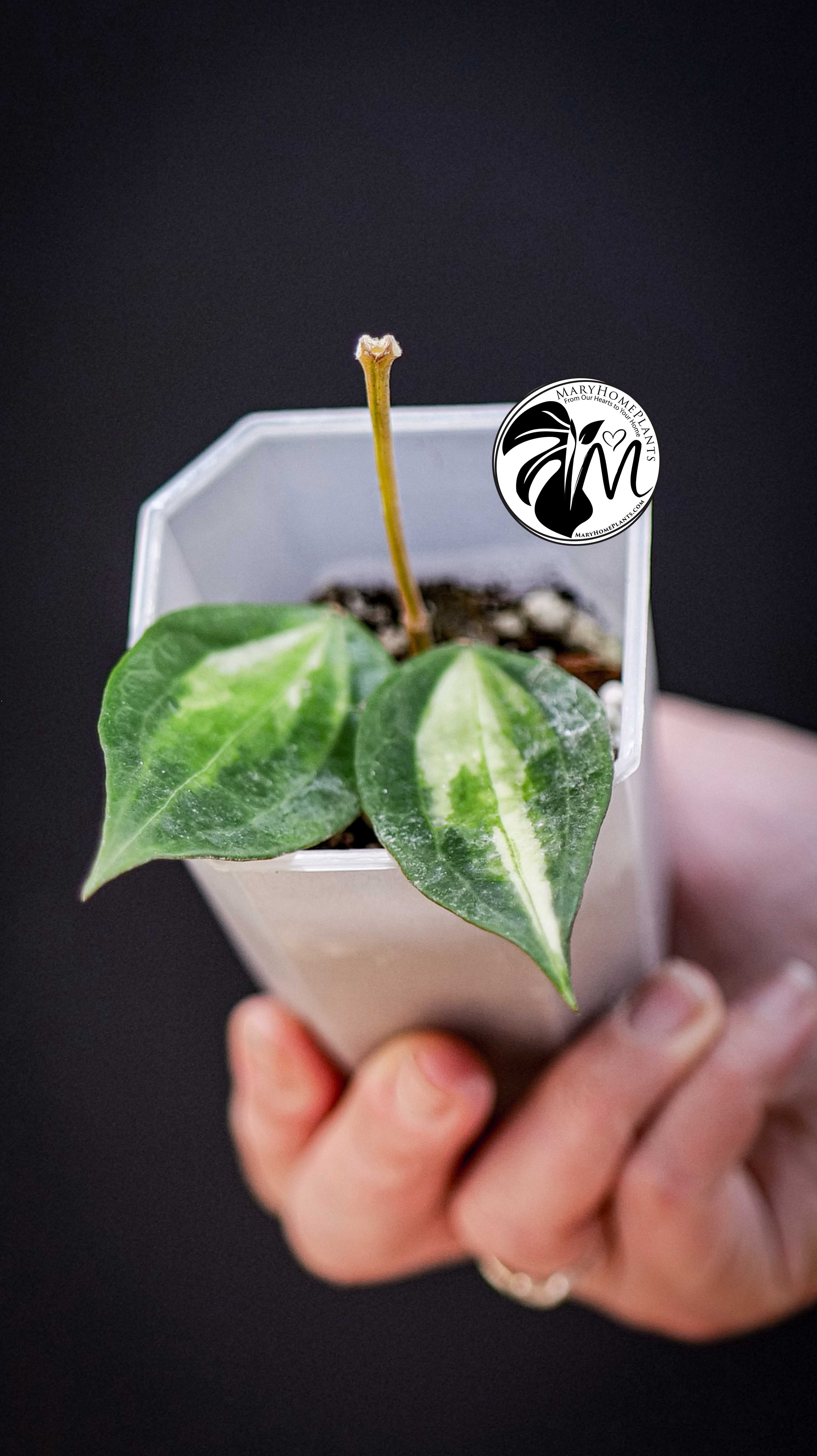 Hoya latifolia Pot of Gold