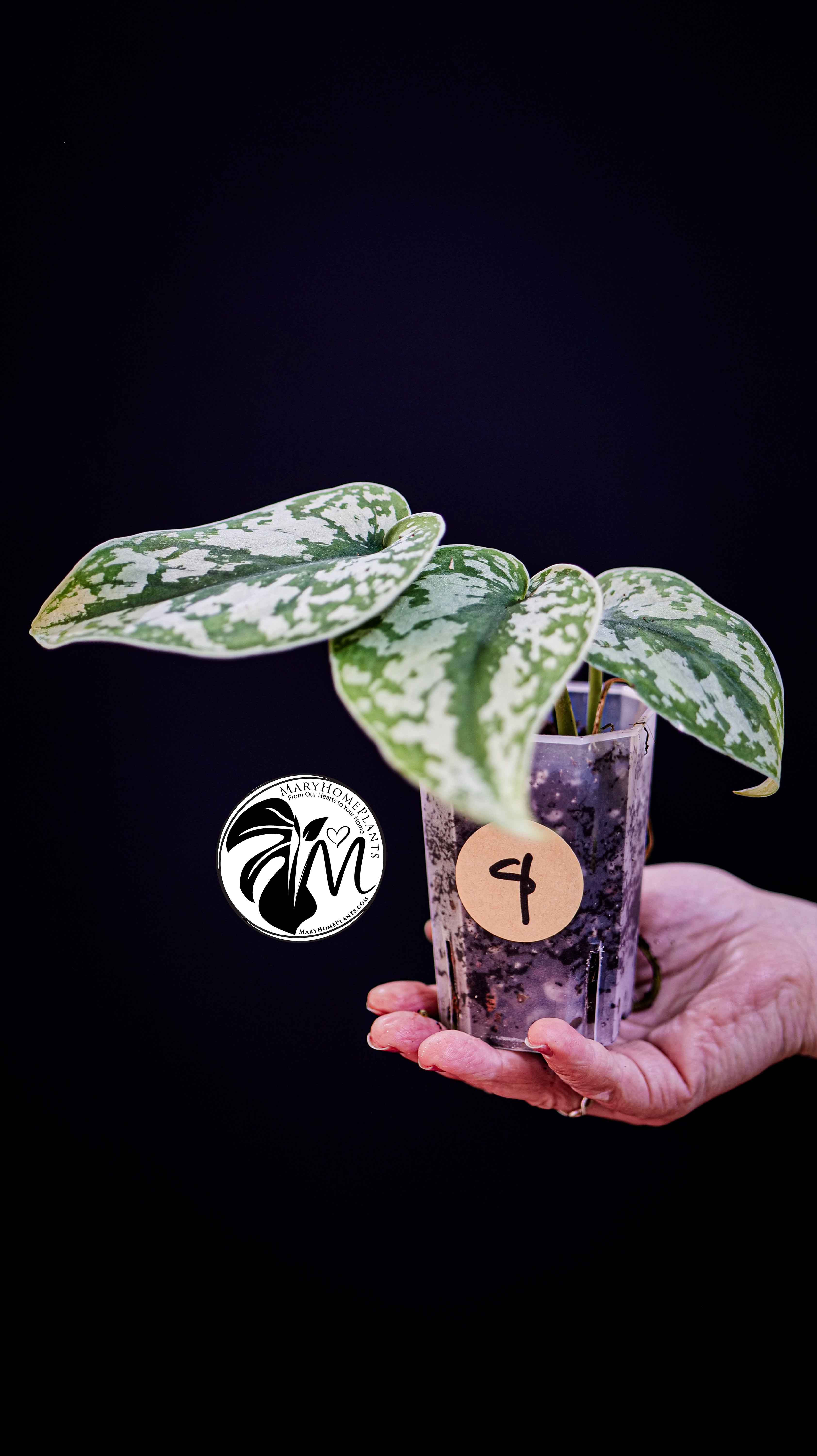 Scindapsus Pictus Exotica Trebie