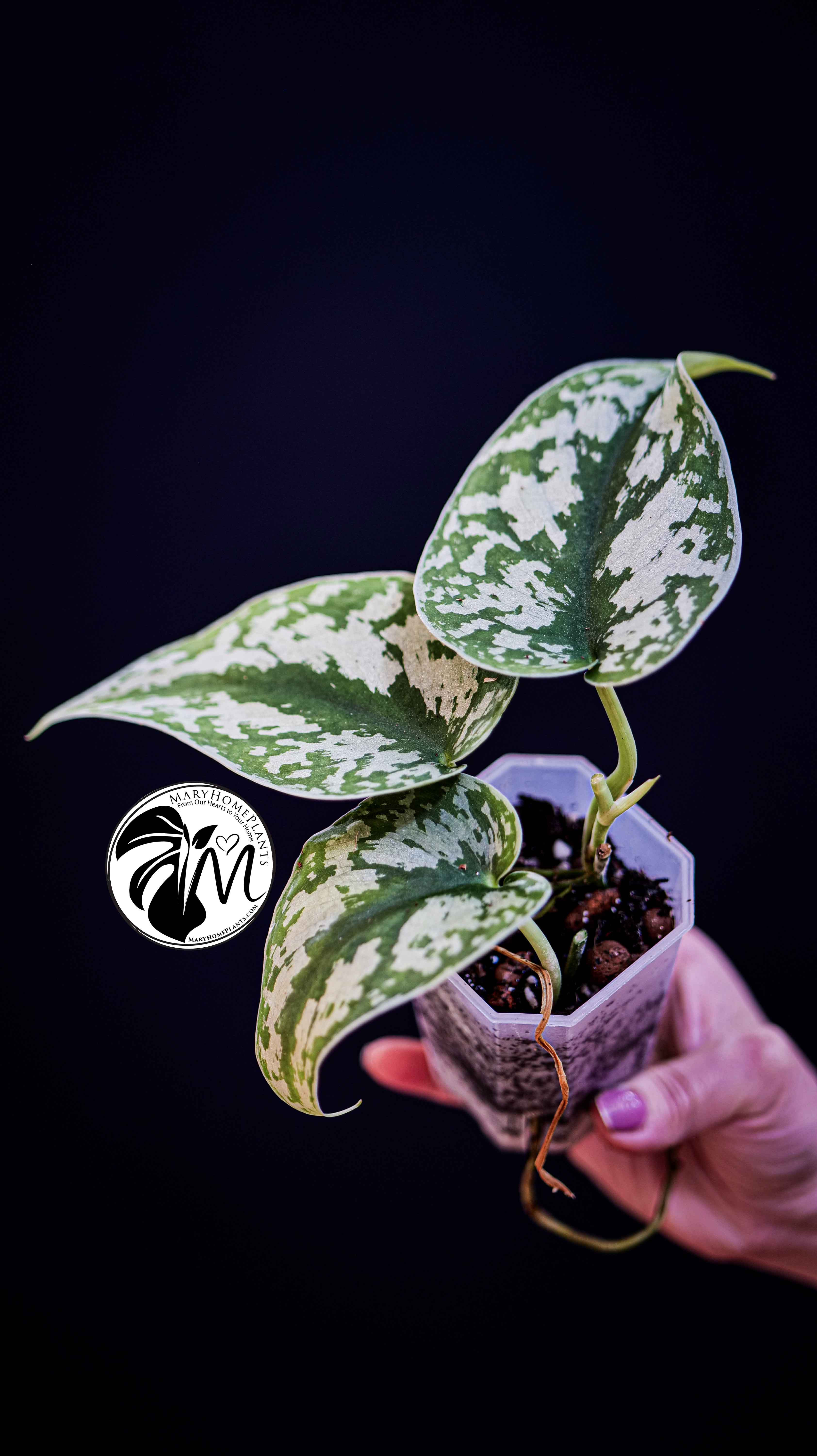 Scindapsus Pictus Exotica Trebie