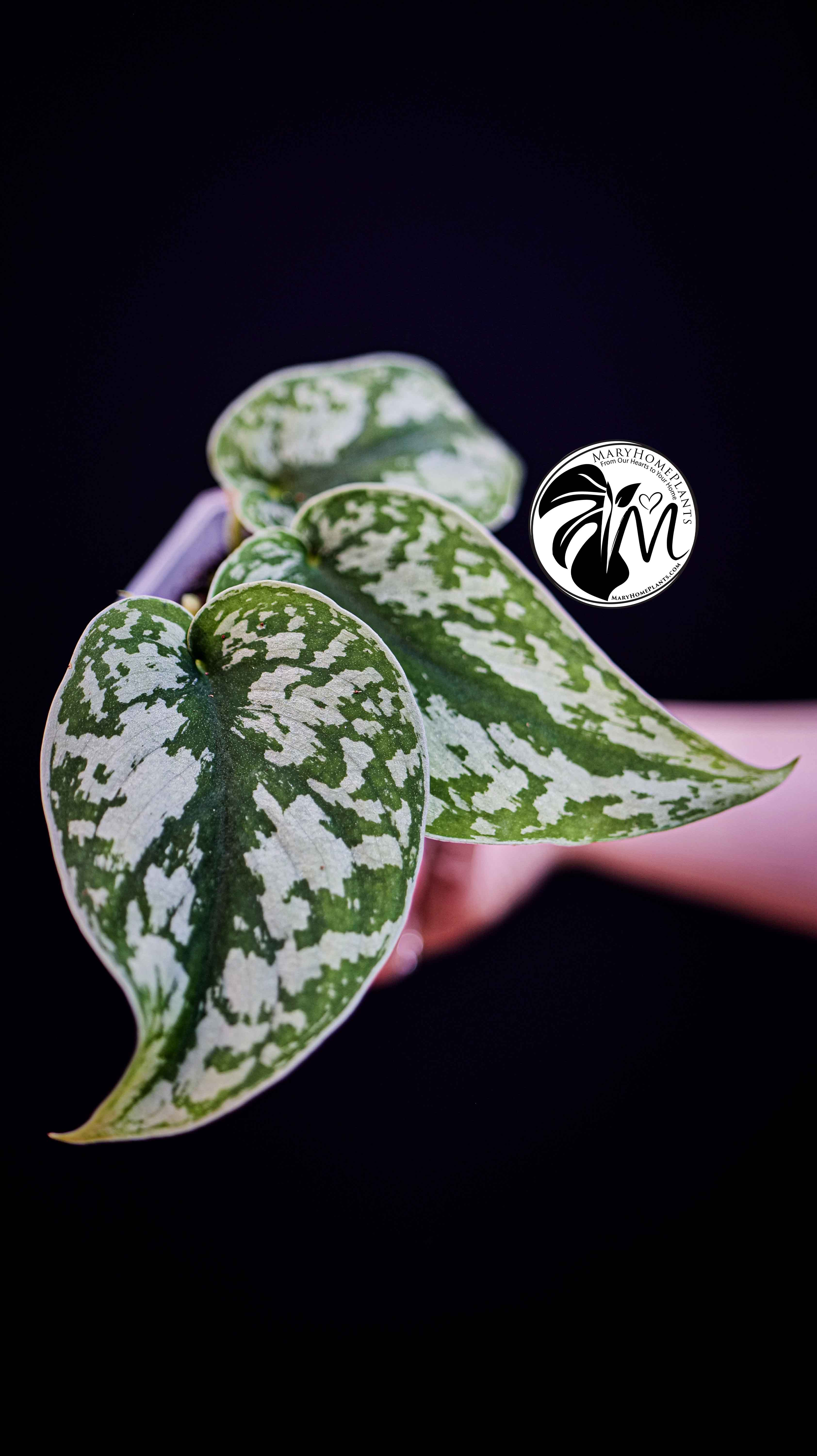 Scindapsus Pictus Exotica Trebie