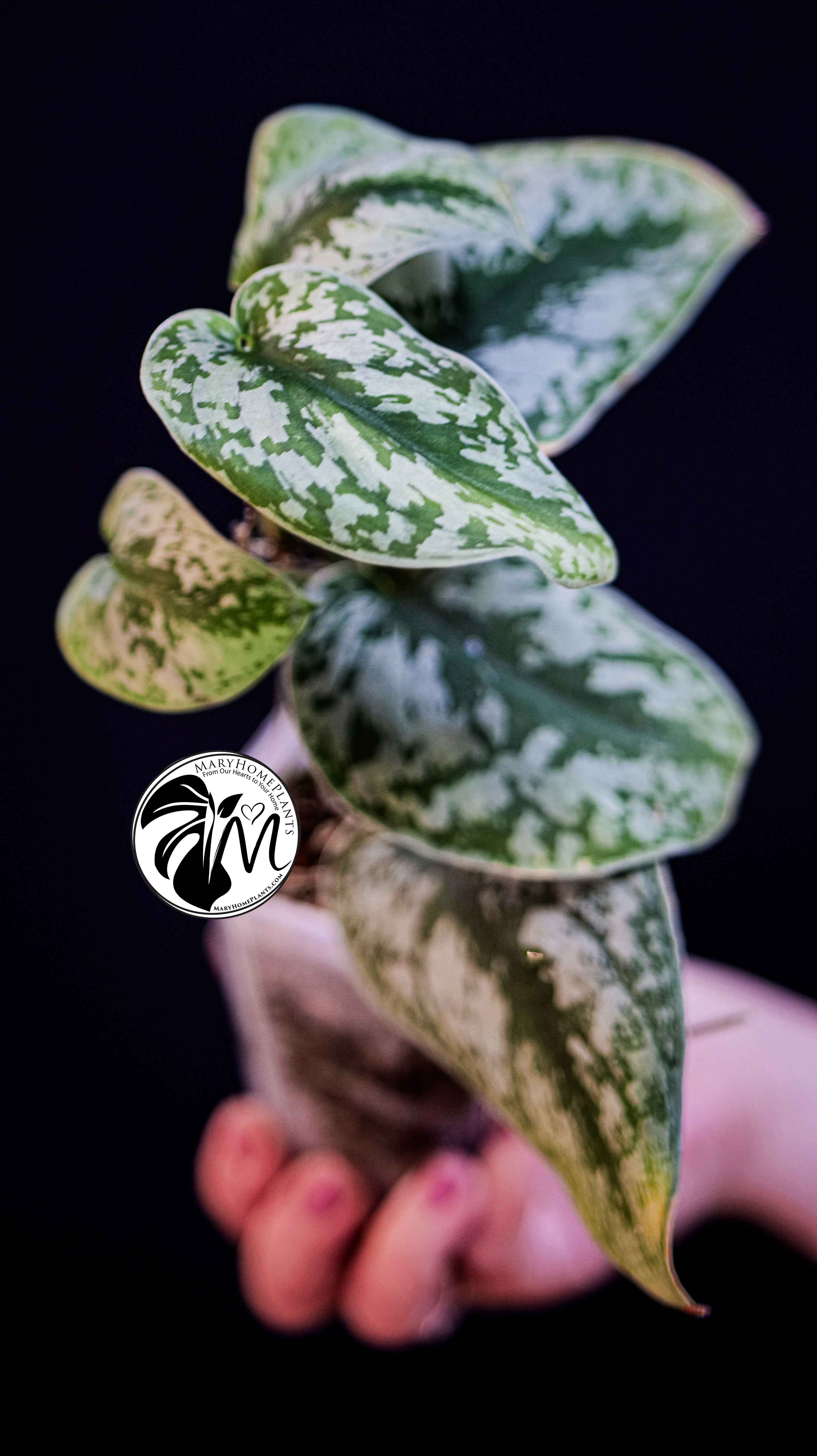 Scindapsus Pictus Exotica Trebie