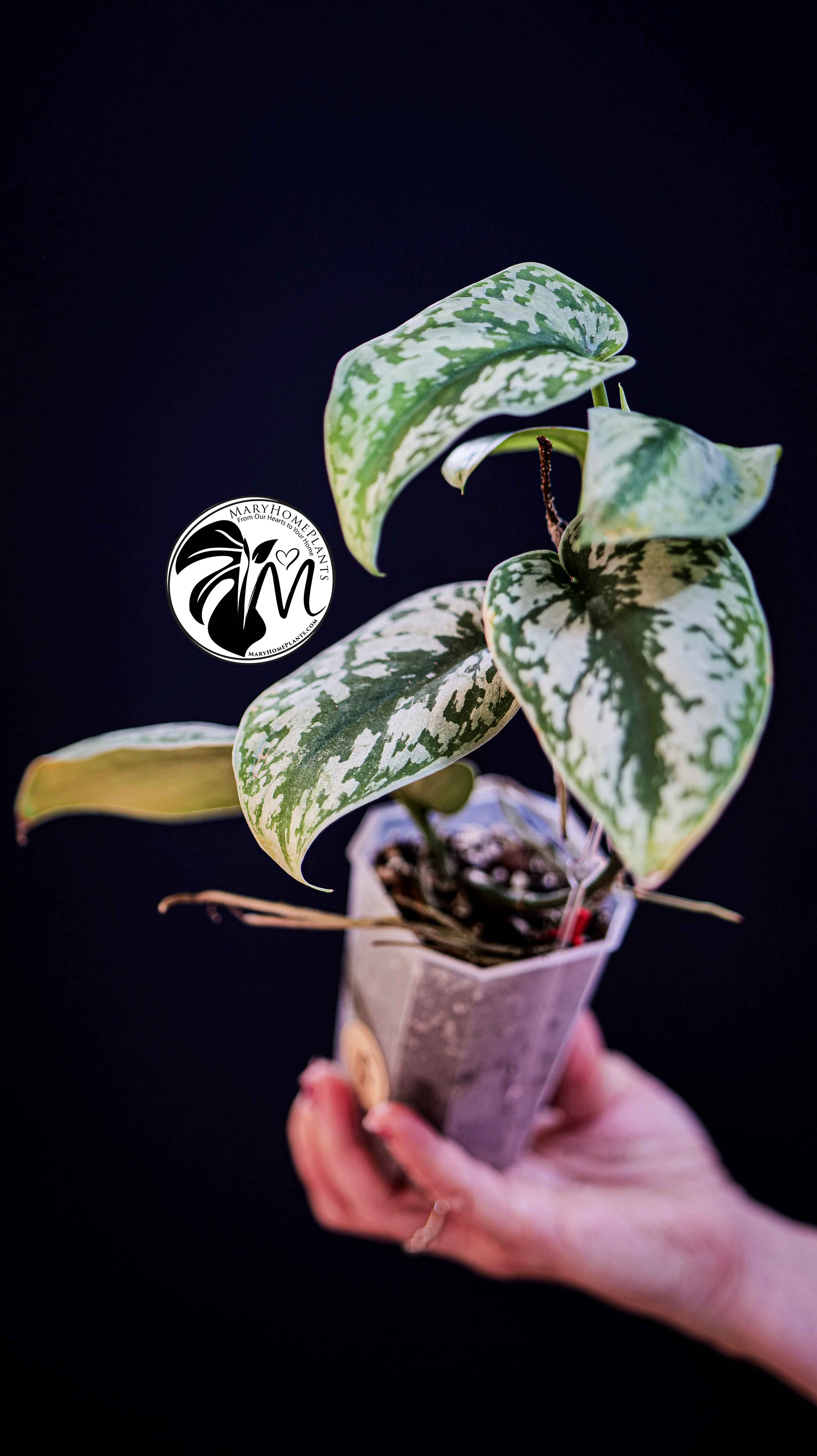 Scindapsus Pictus Exotica Trebie