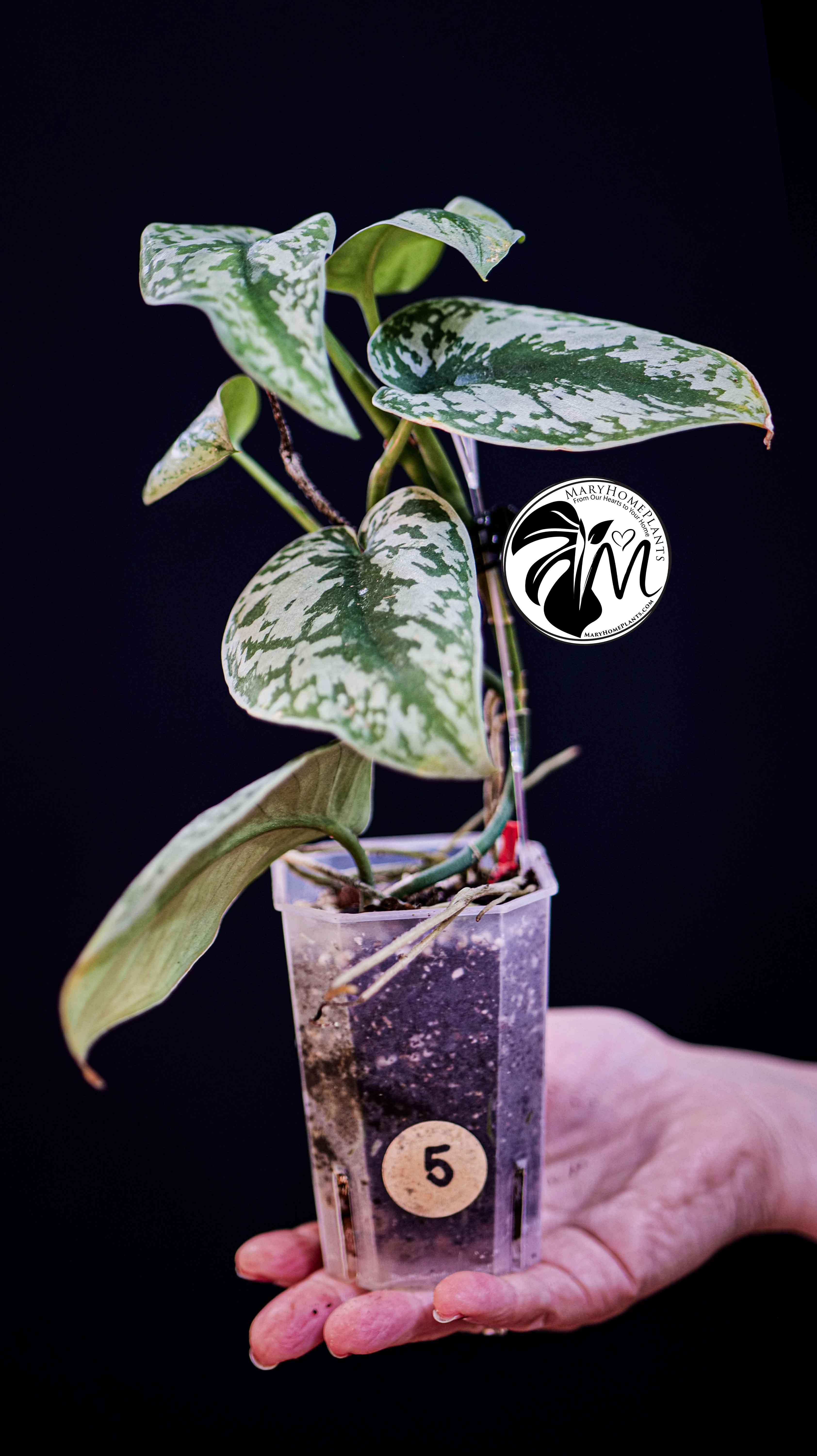 Scindapsus Pictus Exotica Trebie