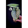 Alocasia Lukiwan