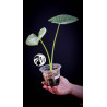 Alocasia Lukiwan