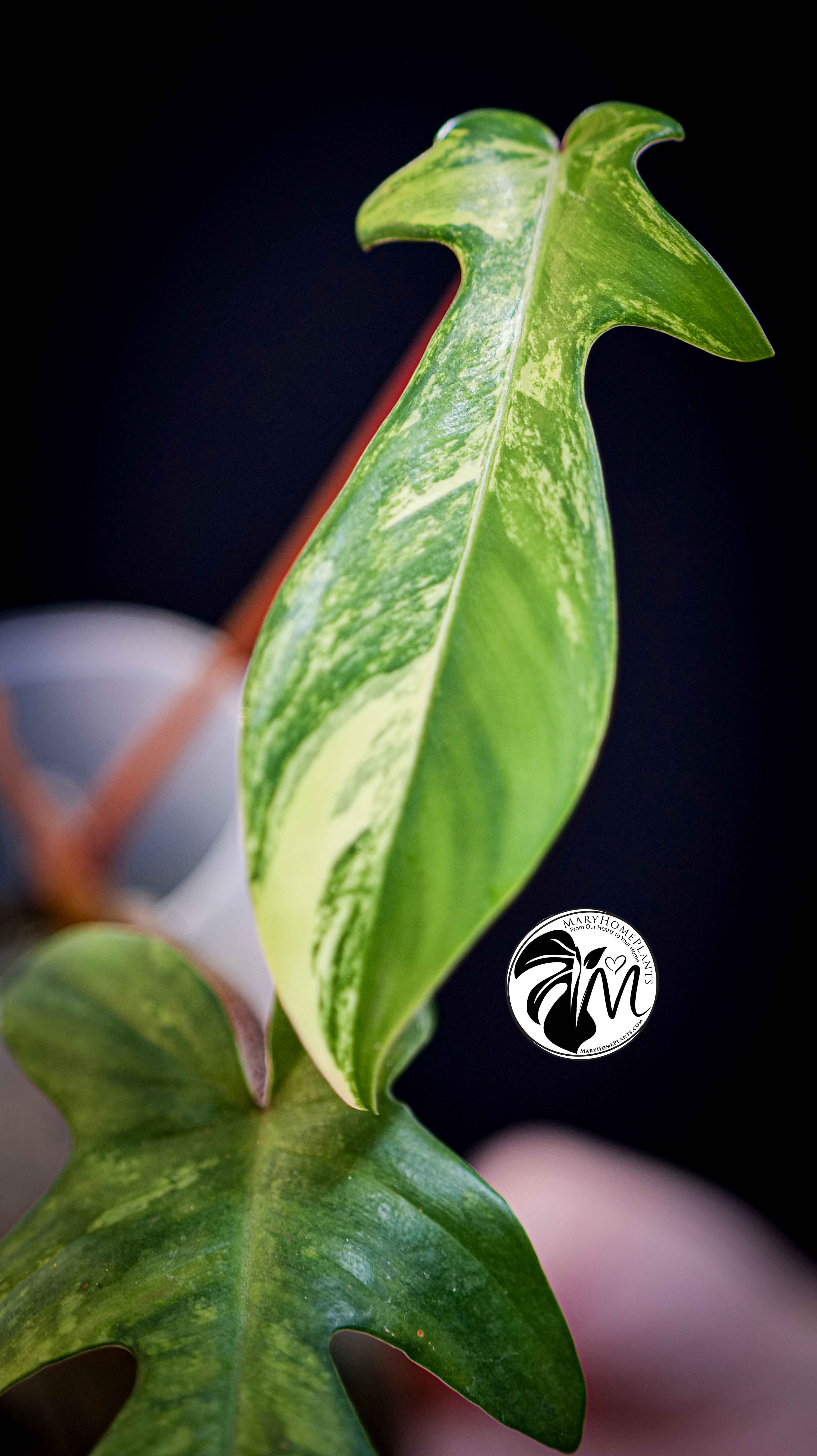 Philodendron Florida Beauty Variegated