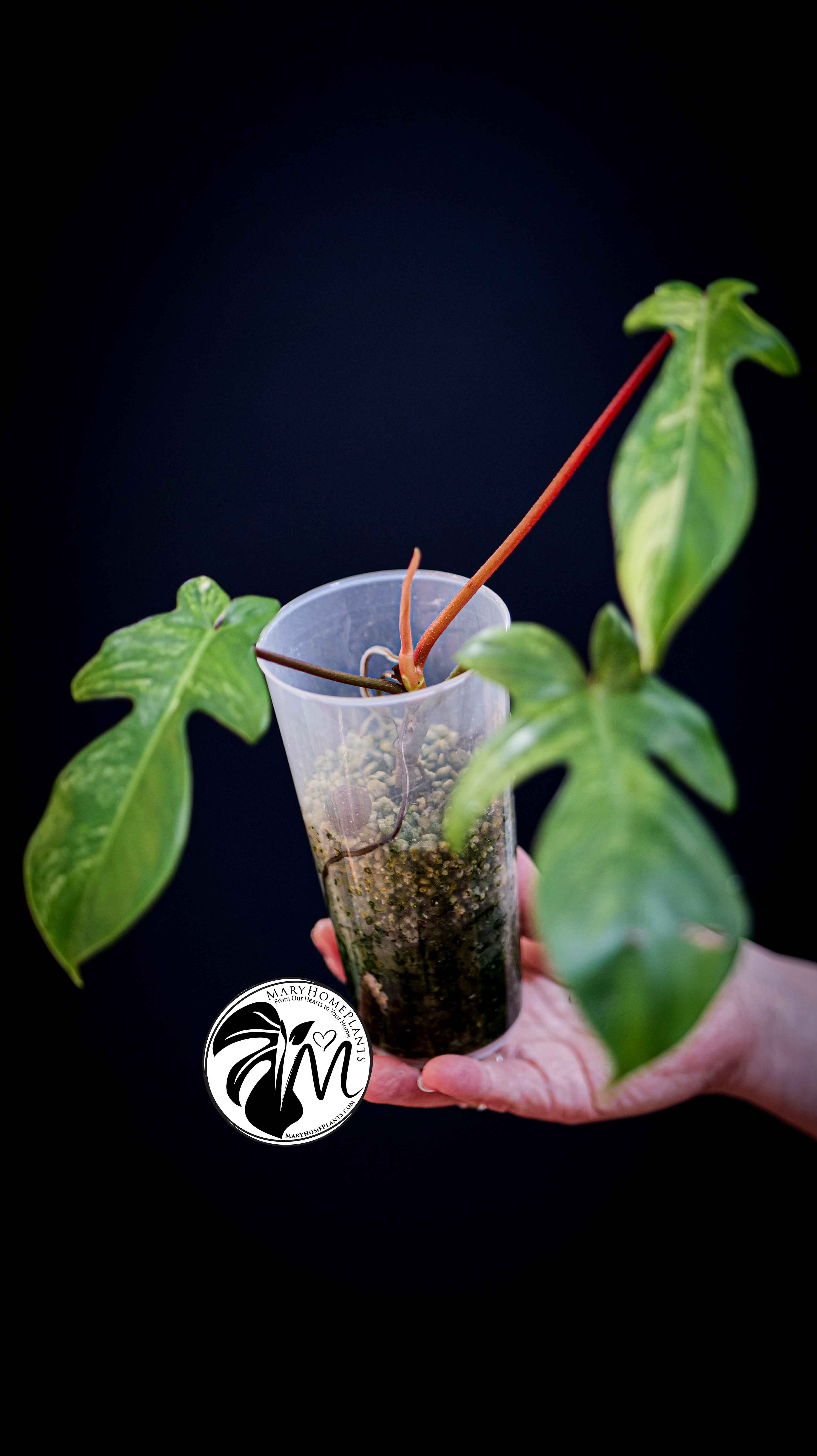 Philodendron Florida Beauty Variegated