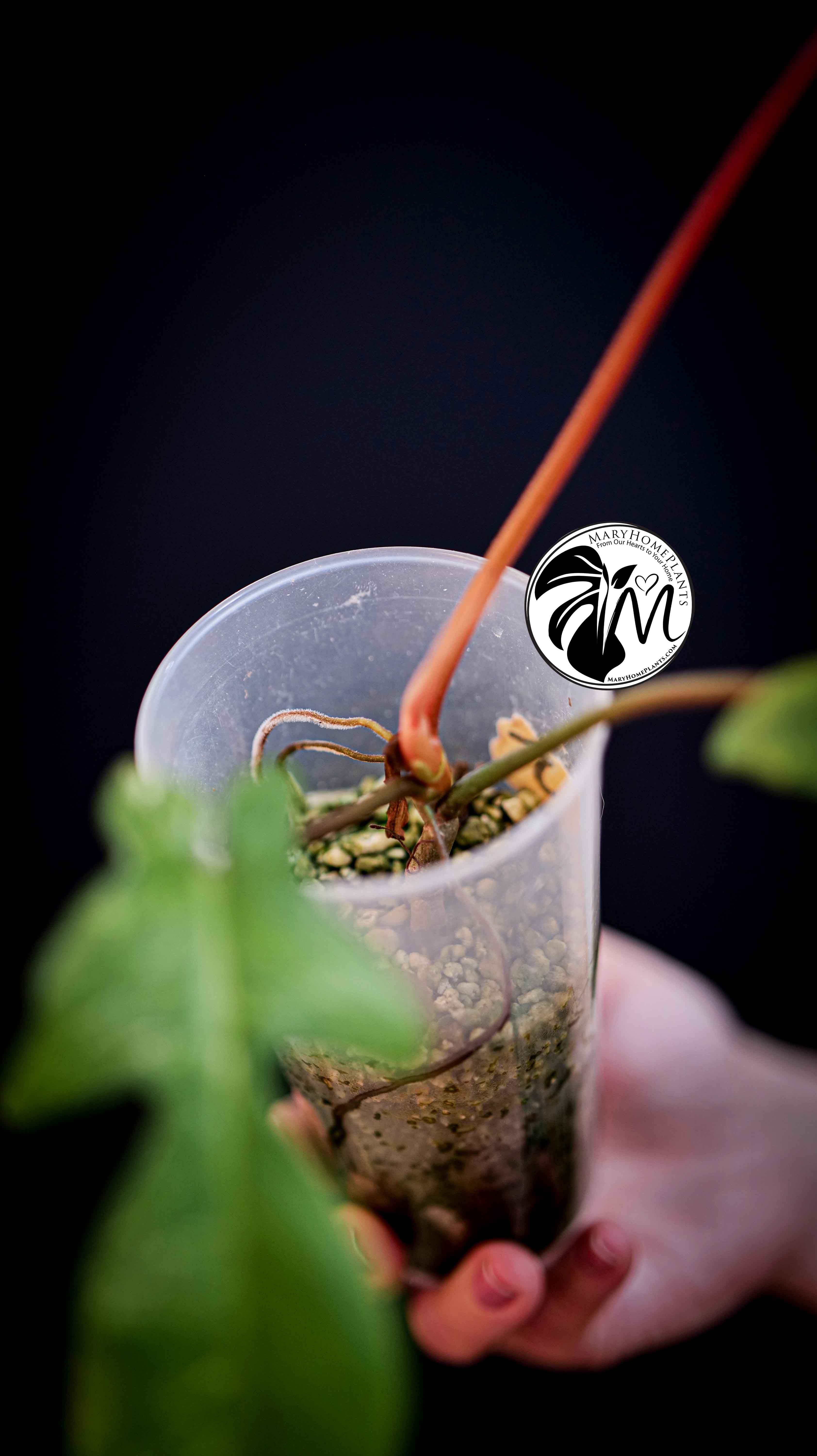 Philodendron Florida Beauty Variegated