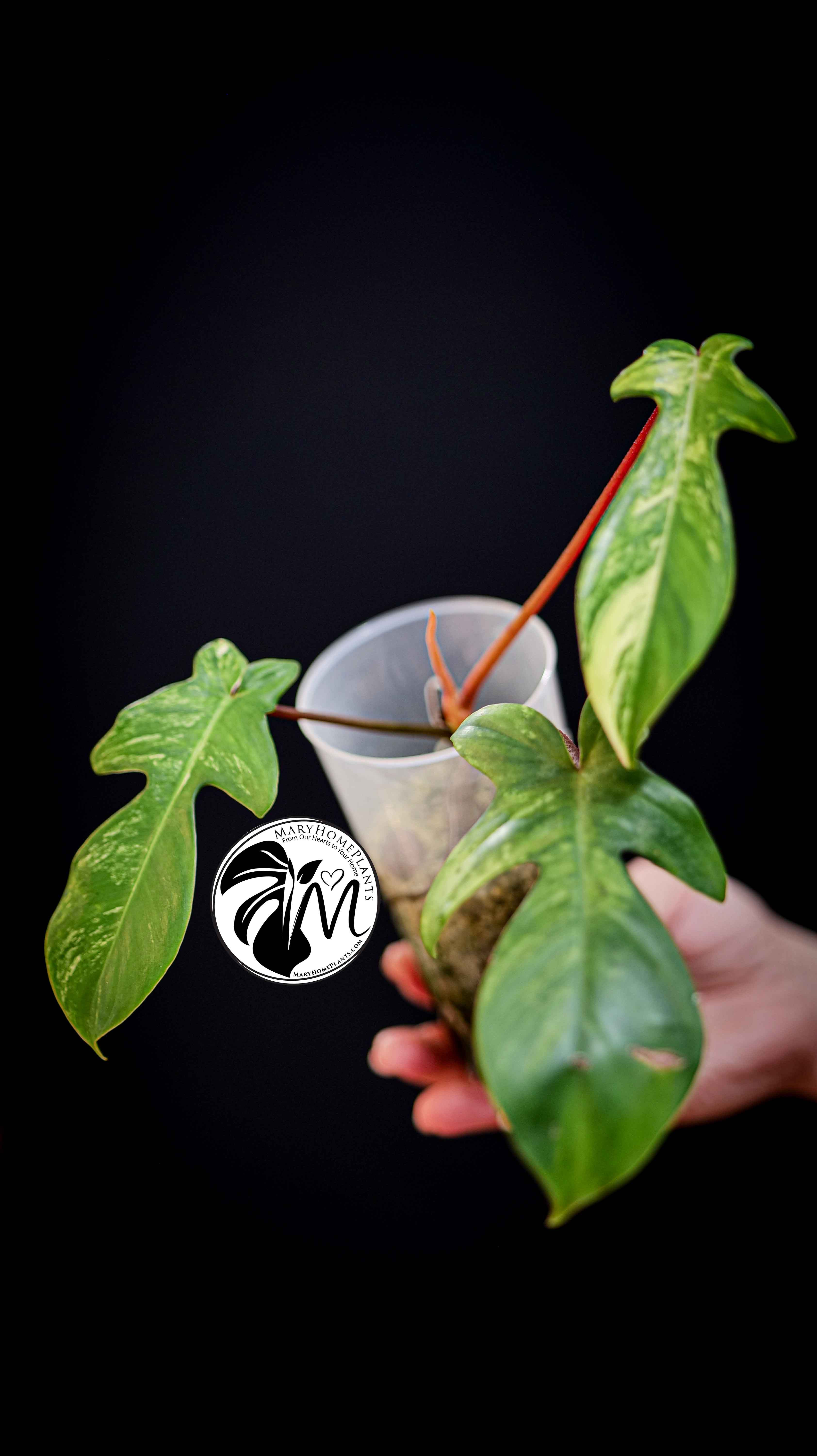 Philodendron Florida Beauty Variegated