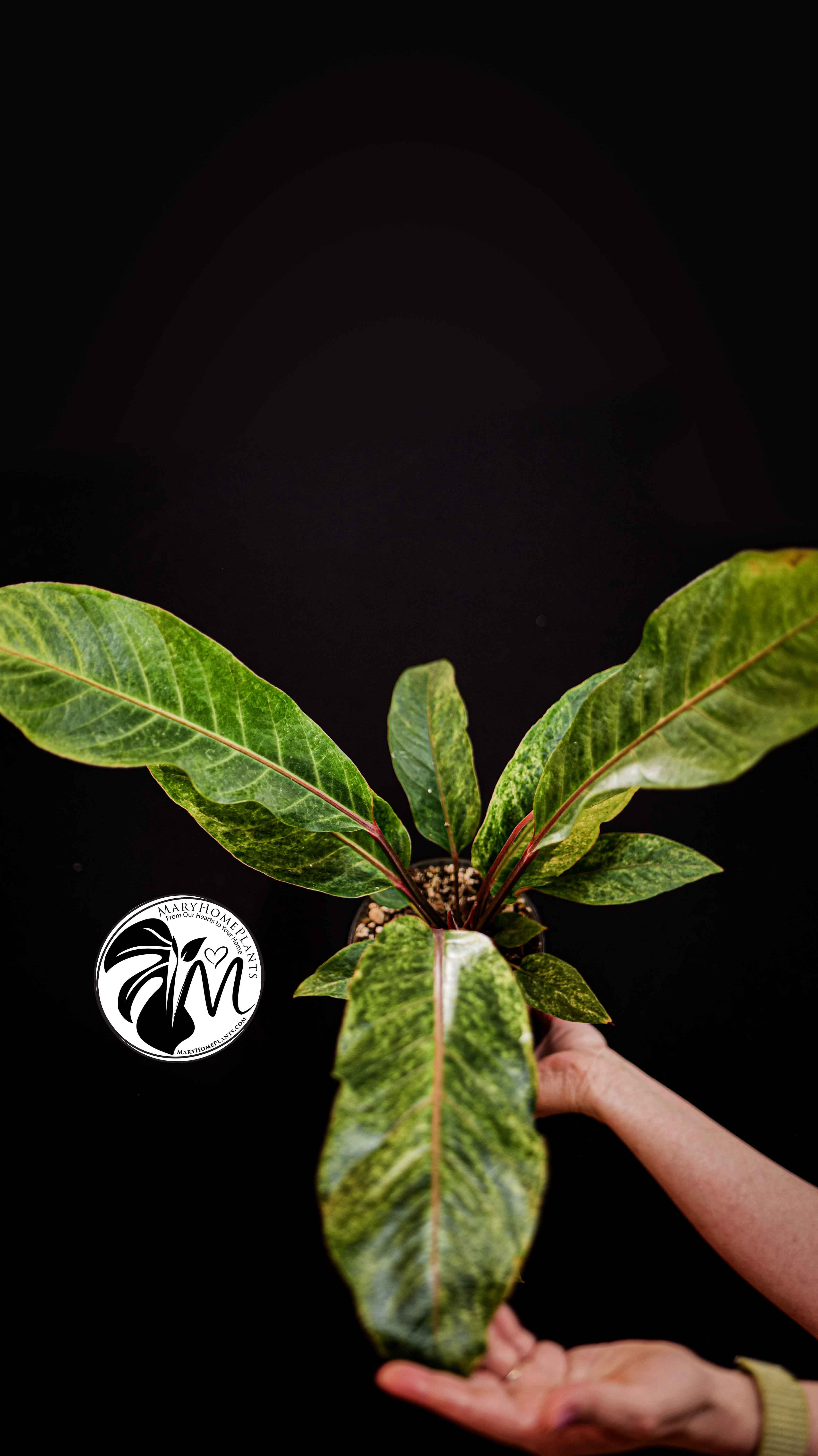 Anthurium Bonplandii Variegated 60cm
