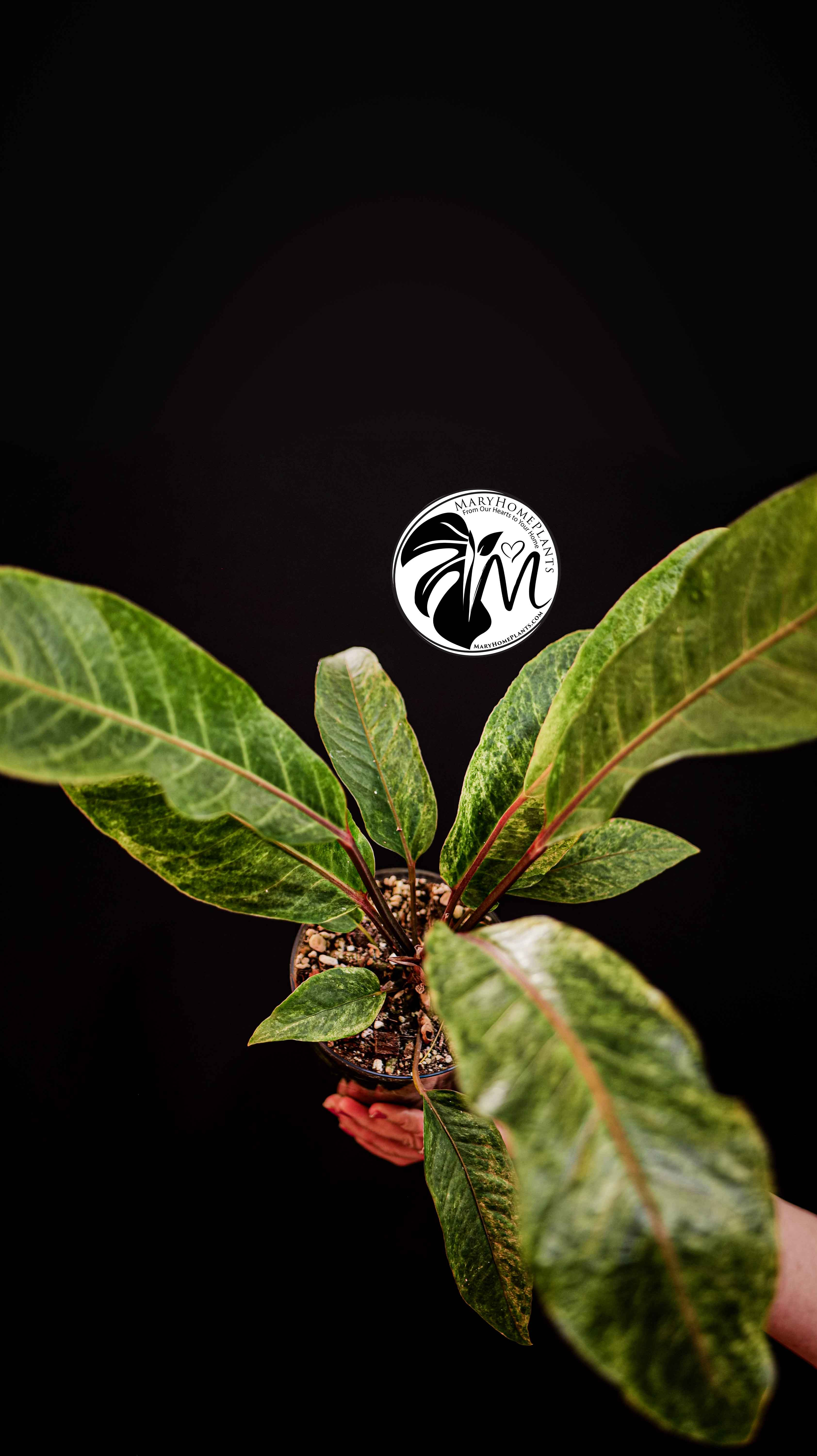 Anthurium Bonplandii Variegated 60cm