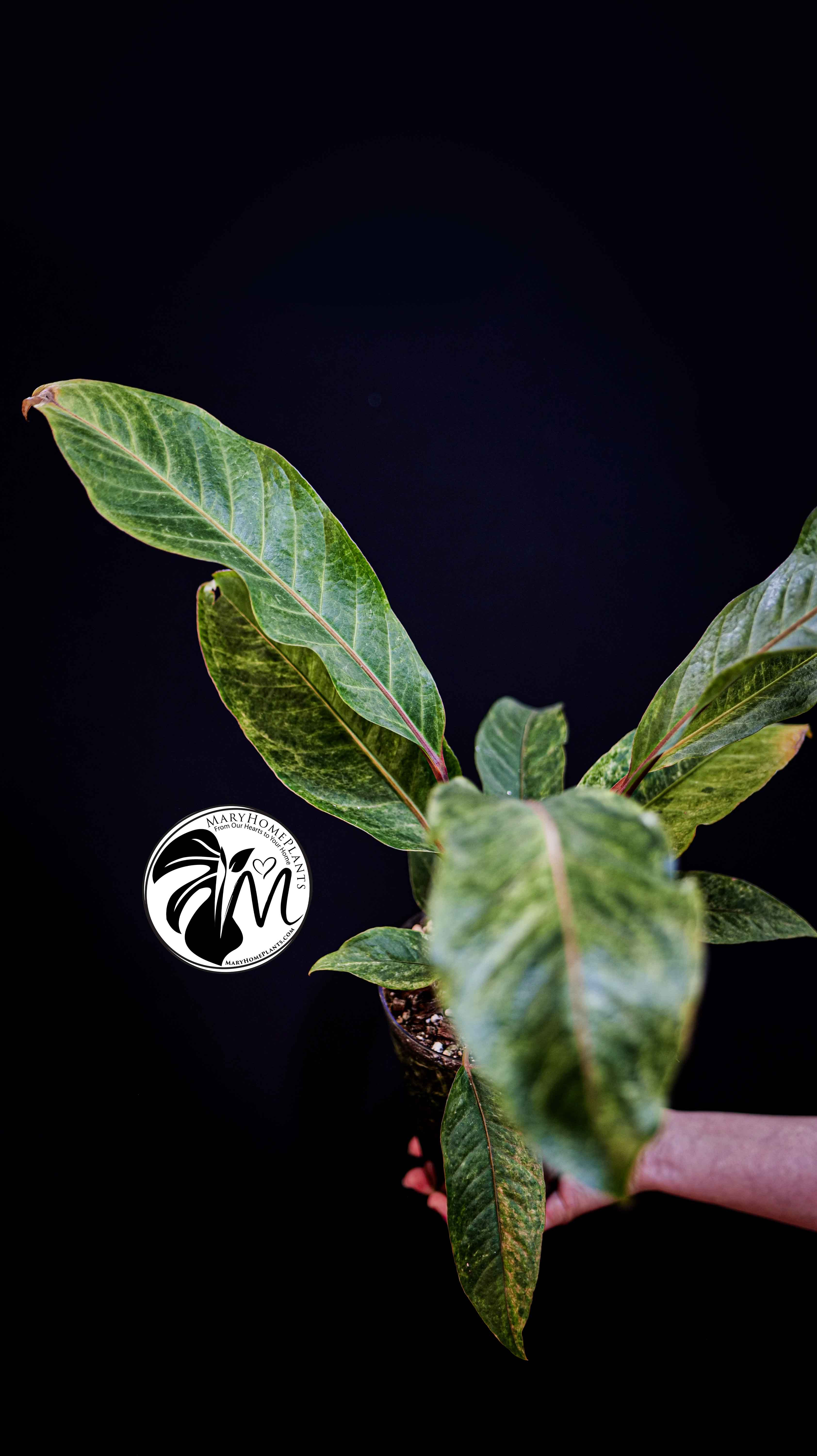 Anthurium Bonplandii Variegated 60cm