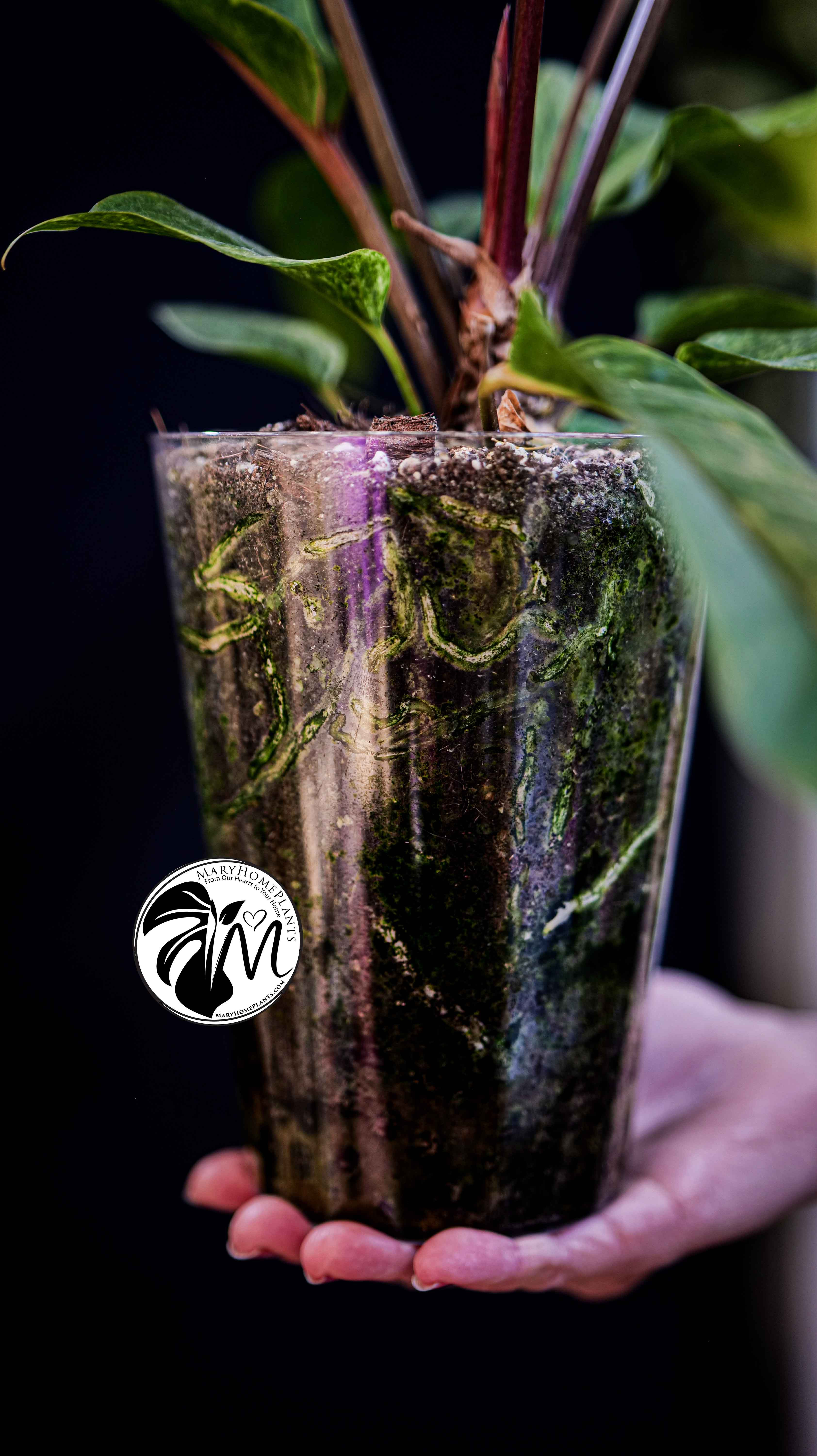 Anthurium Bonplandii Variegated 60cm