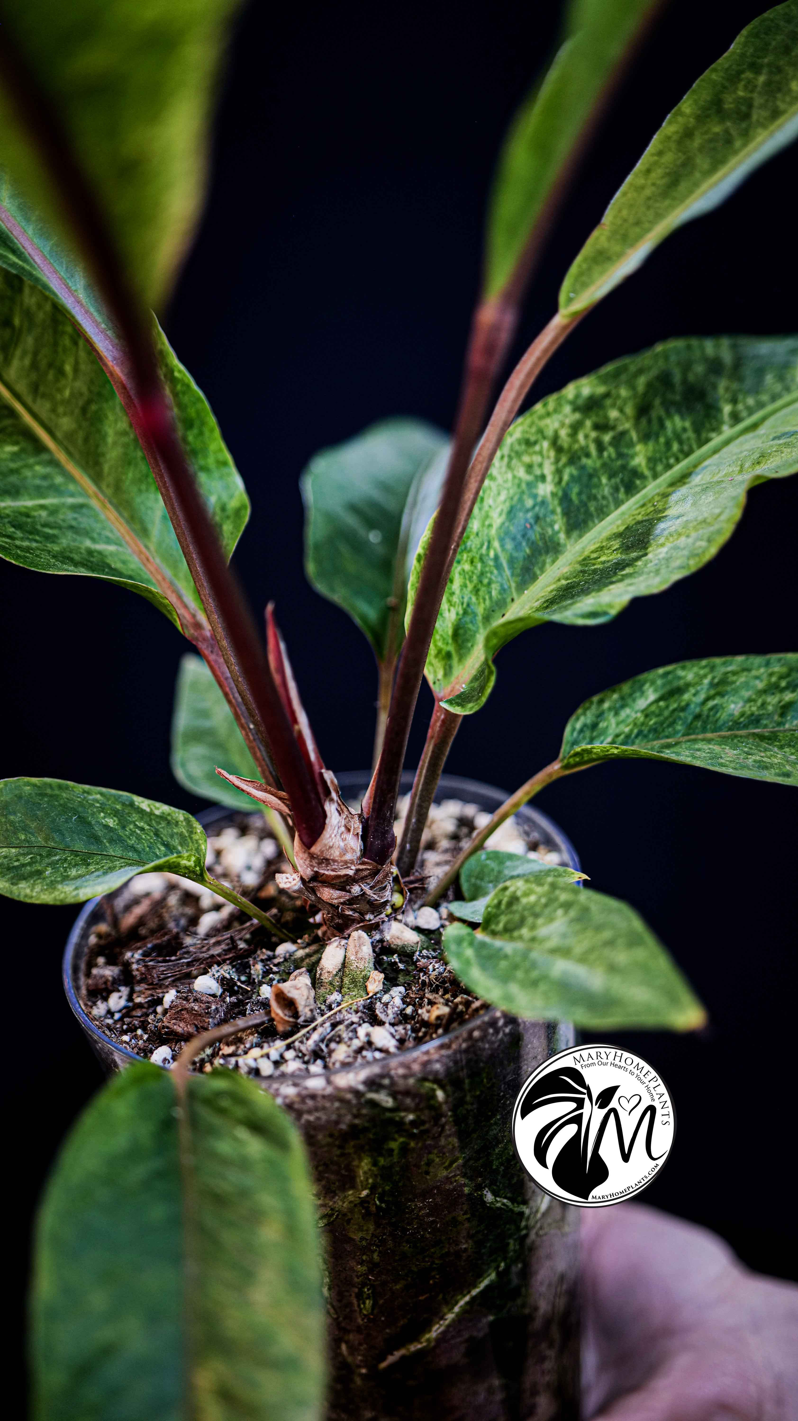 Anthurium Bonplandii Variegated 60cm