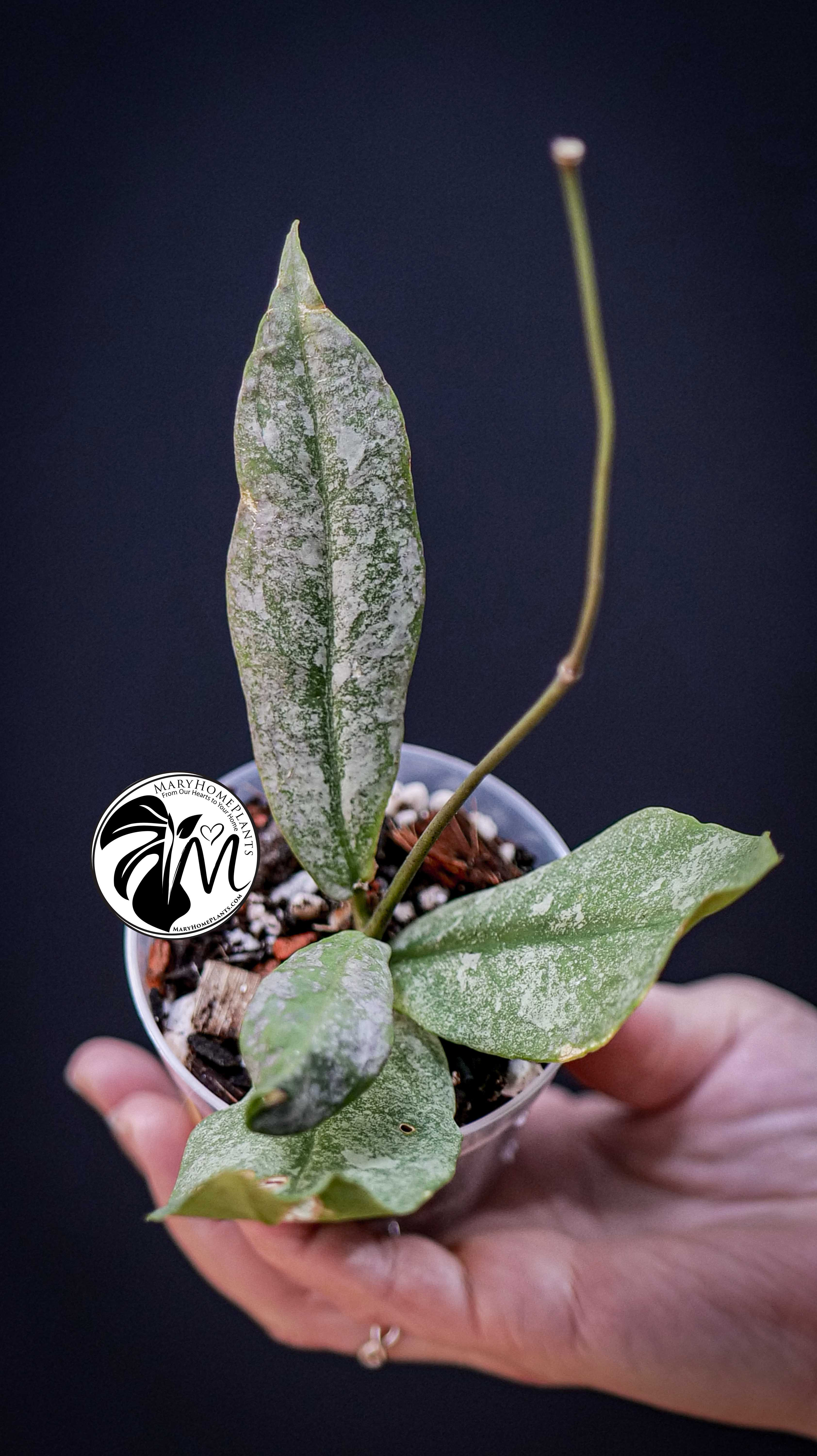 Hoya Mitrata Silver