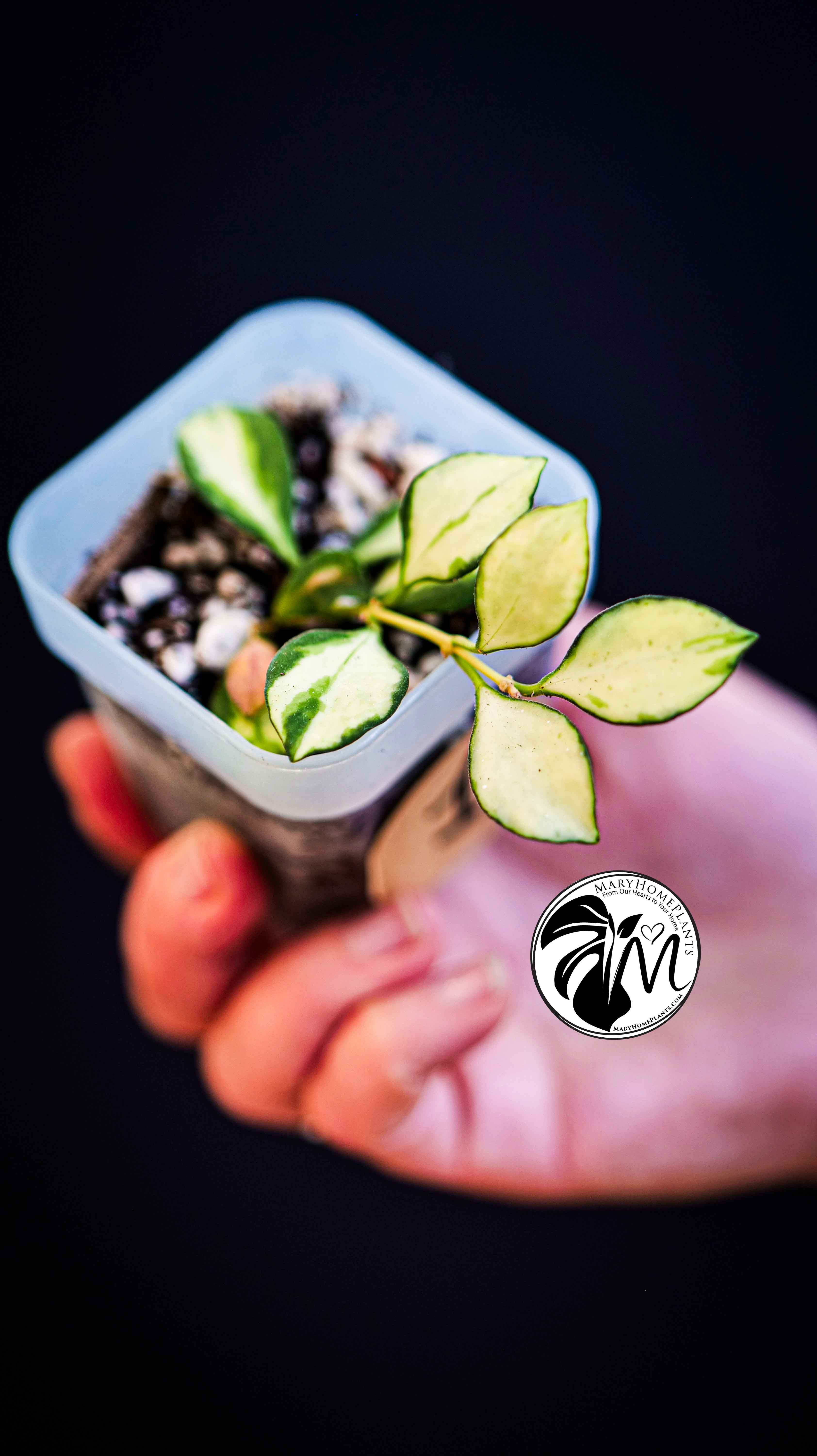 Hoya Heuschkeliana Variegated