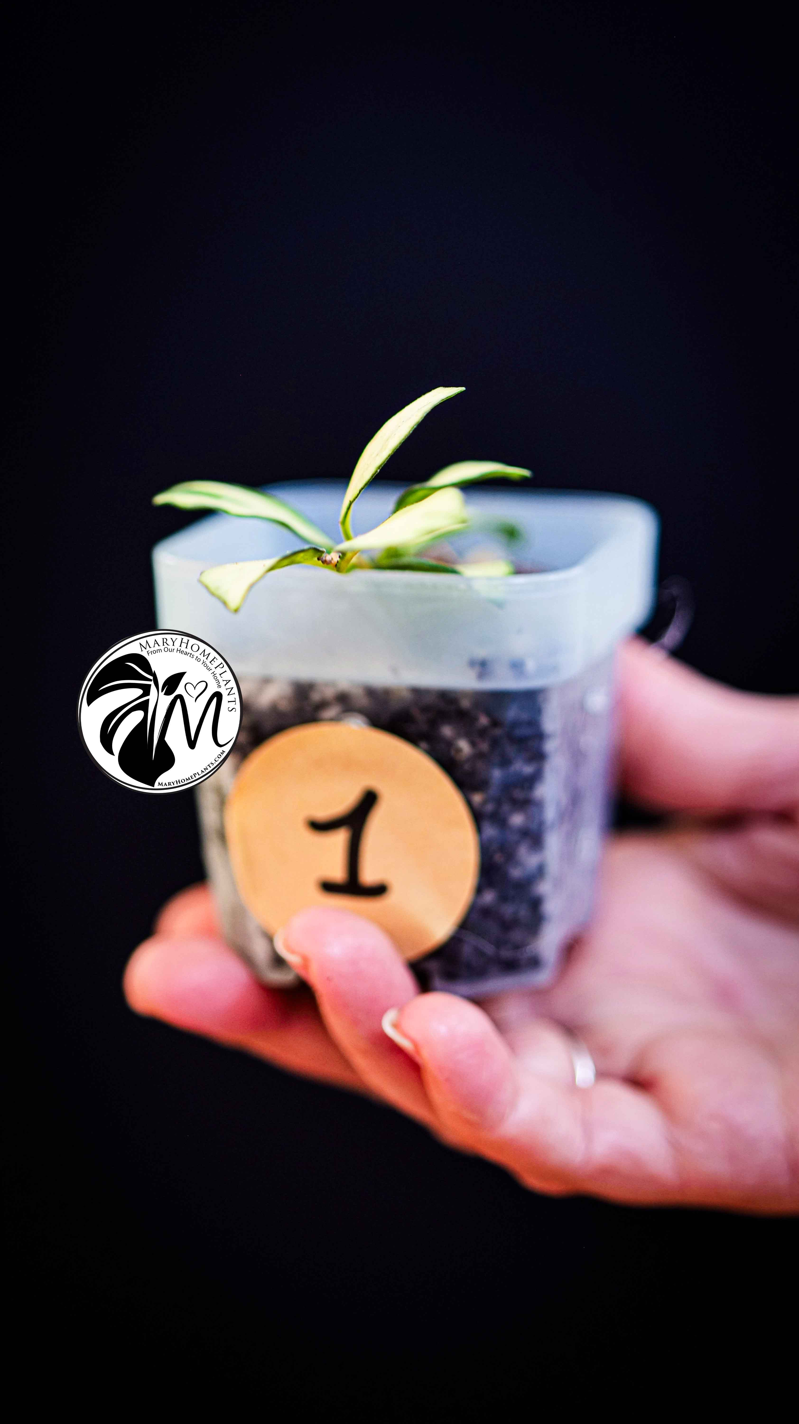 Hoya Heuschkeliana Variegated