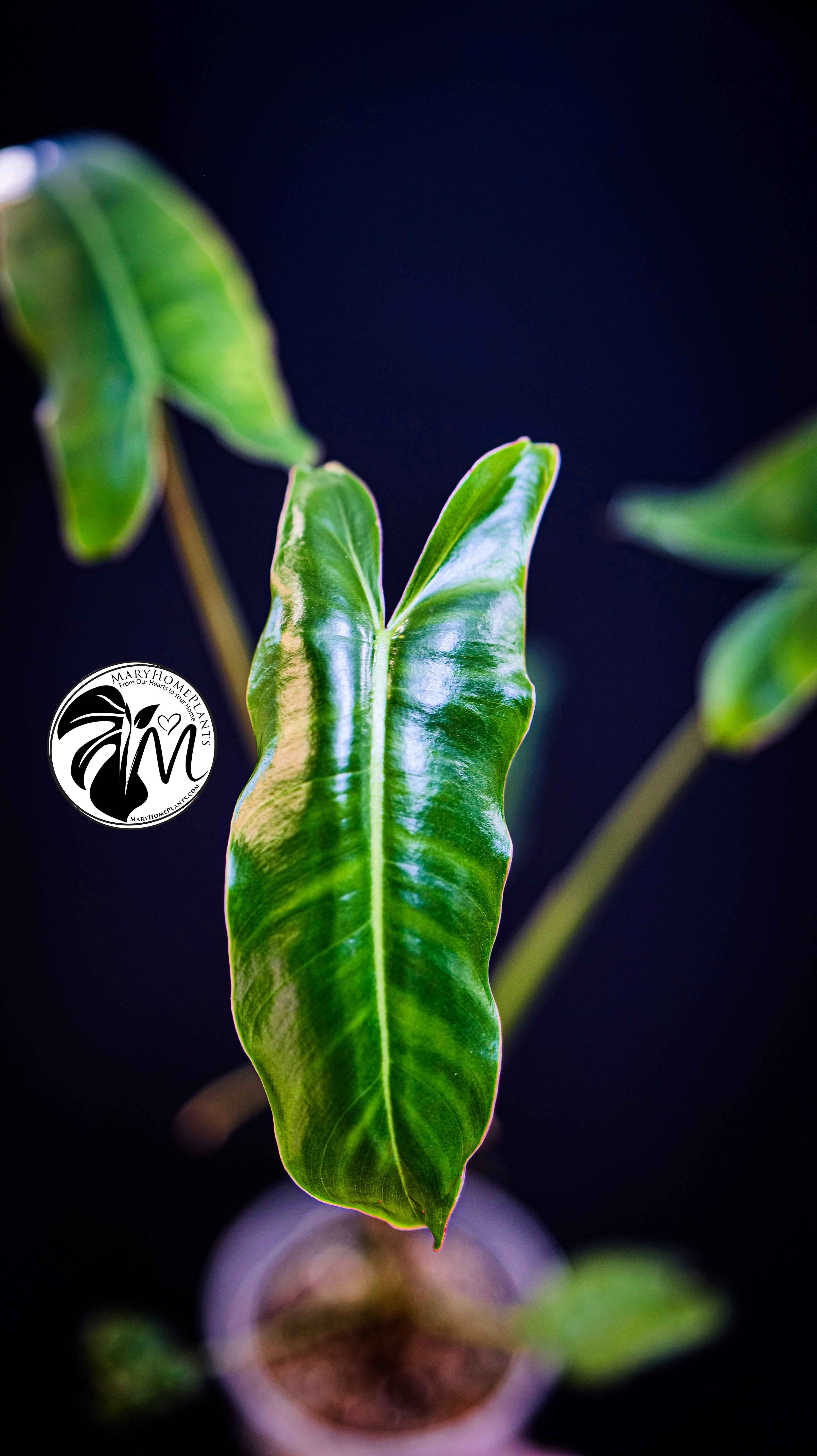 Philodendron Paraiso Verde