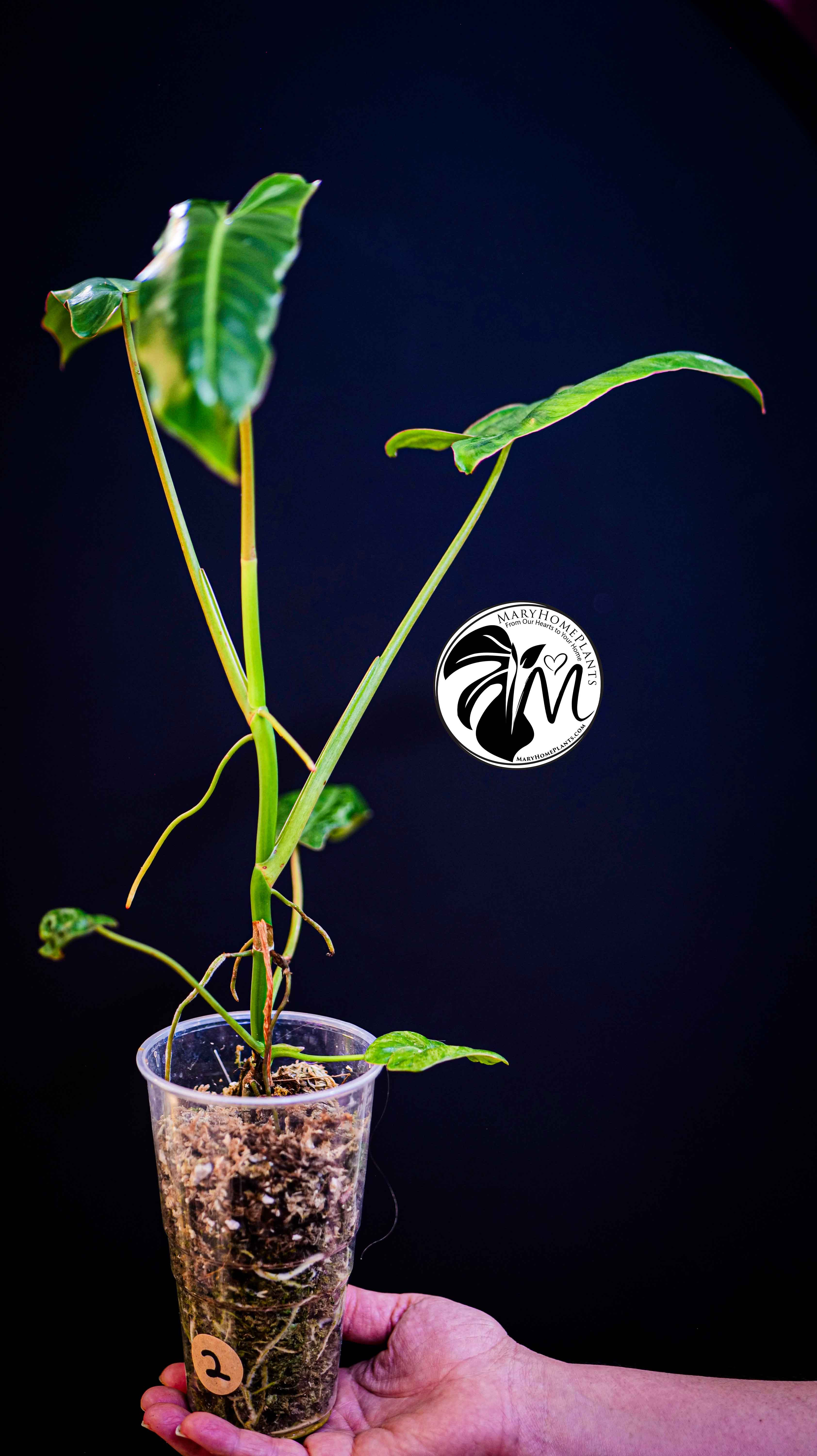 Philodendron Paraiso Verde