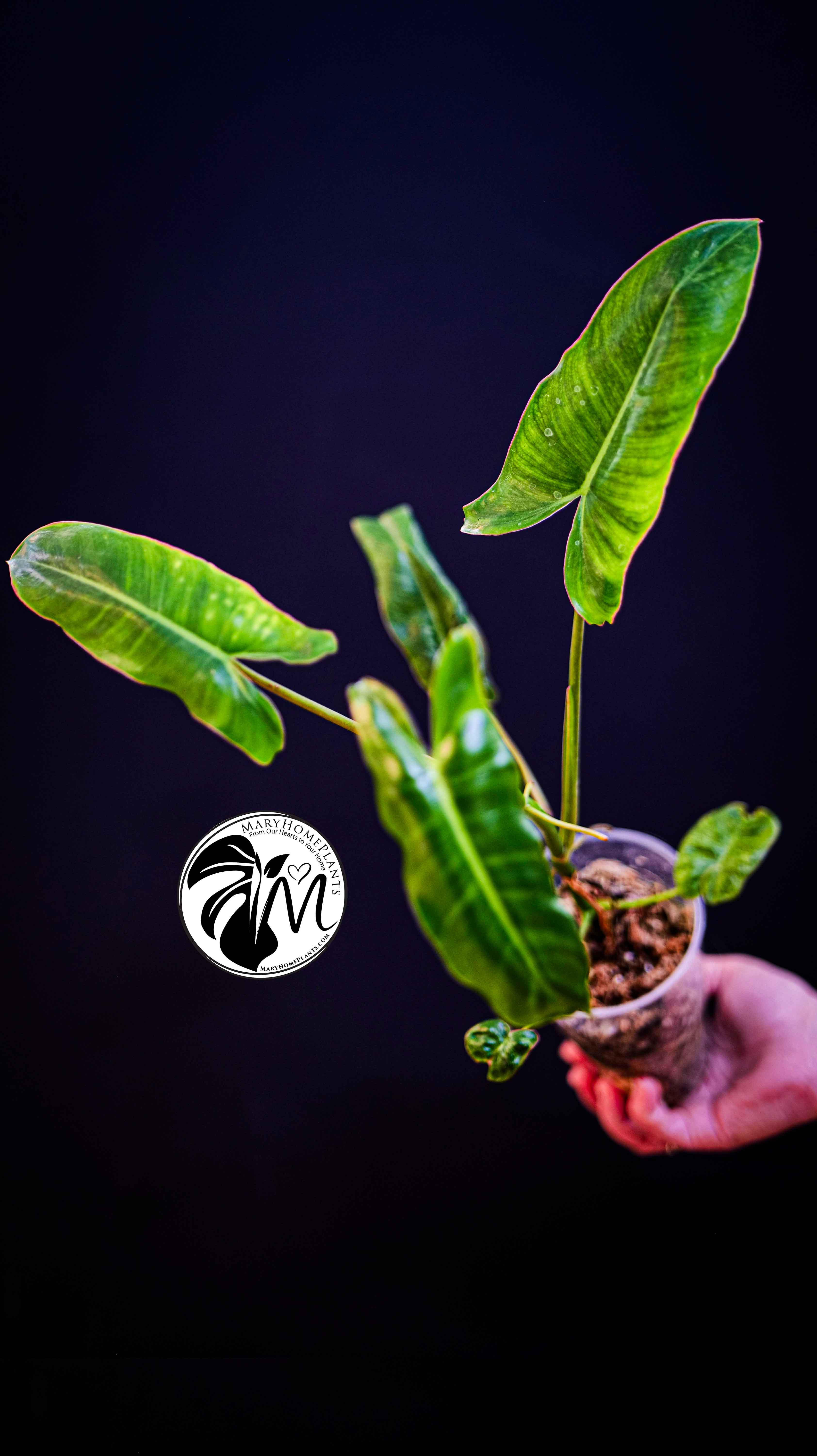 Philodendron Paraiso Verde