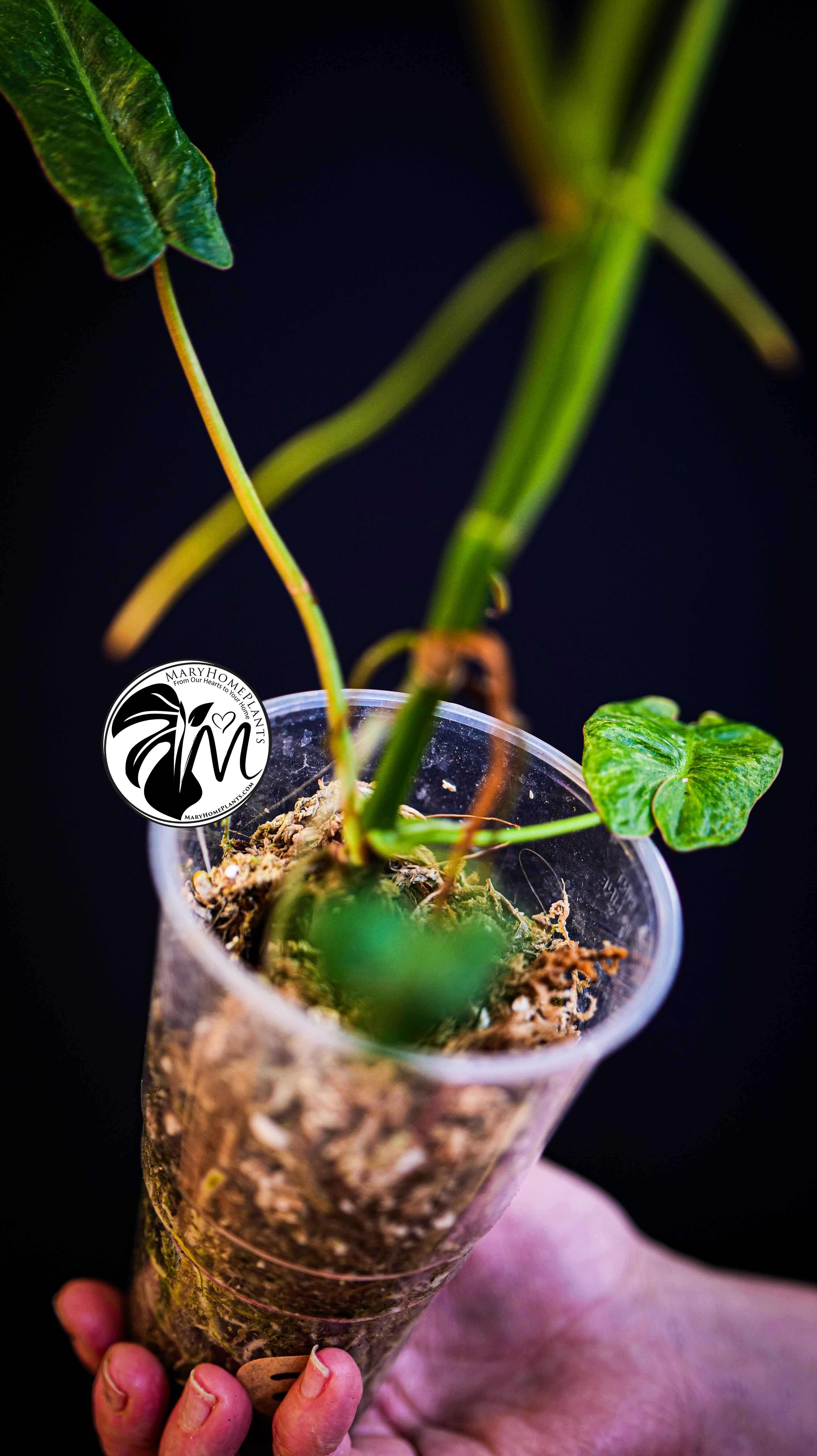 Philodendron Paraiso Verde