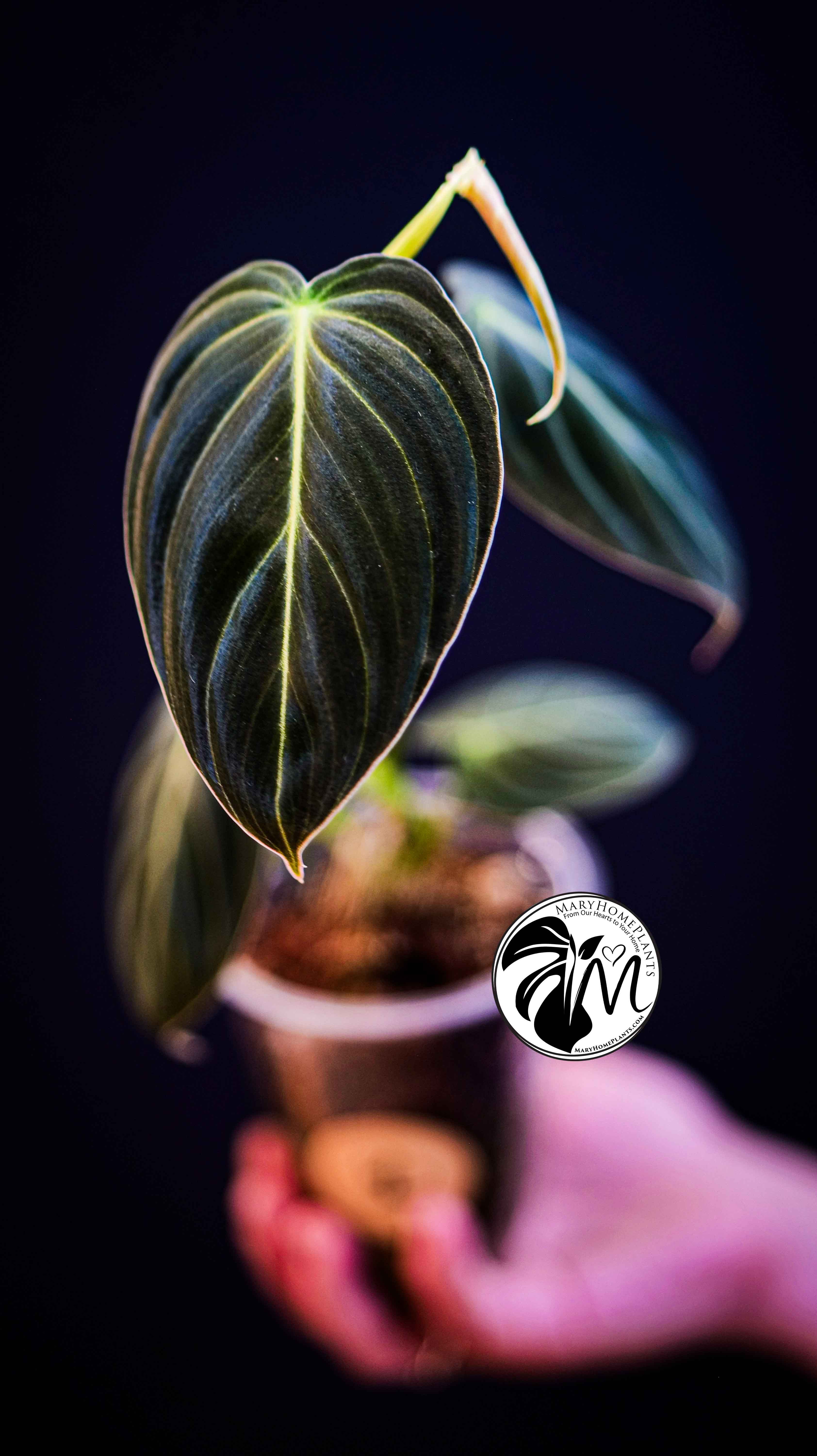 Philodendron Paraiso Verde