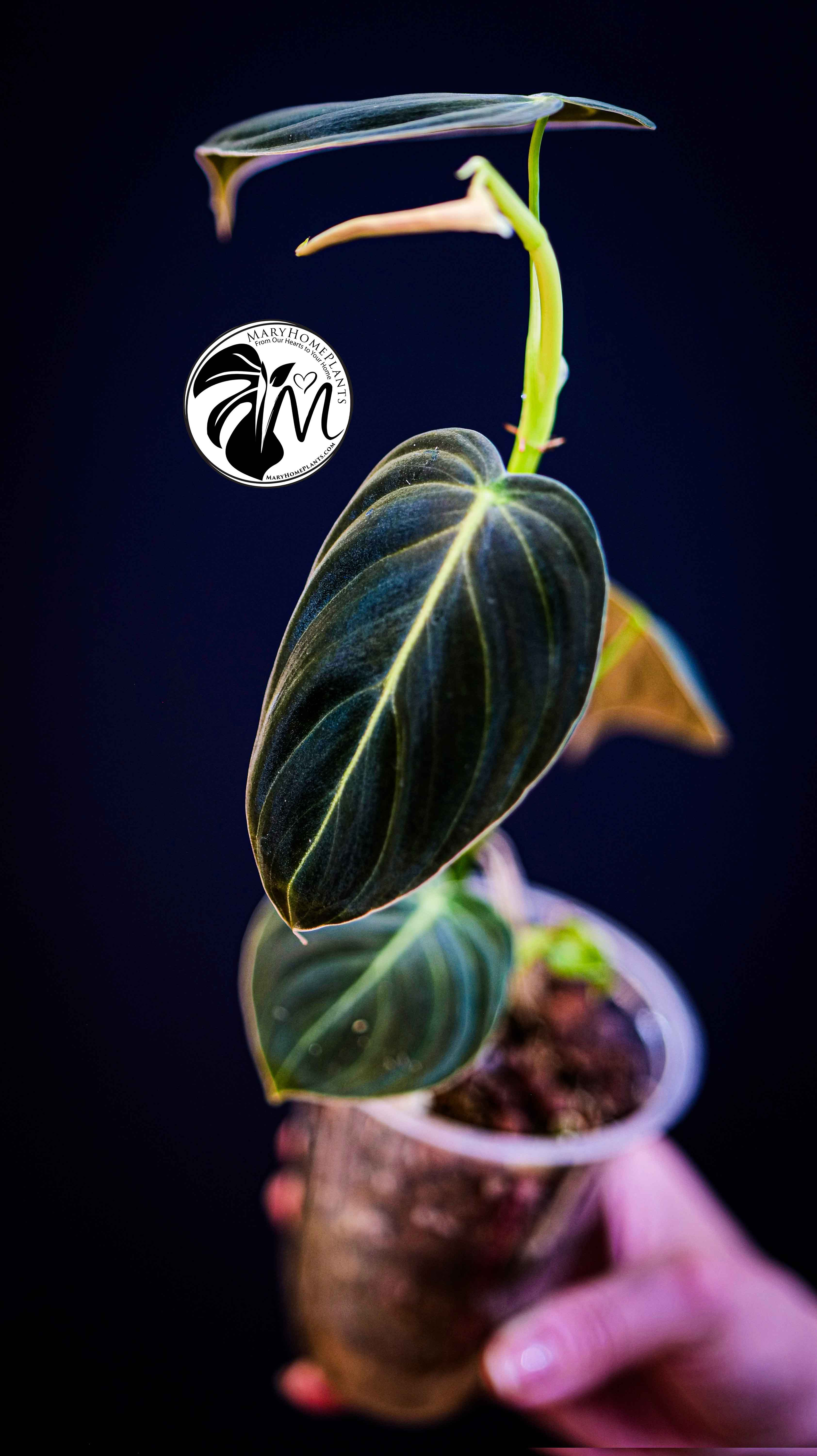 Philodendron Paraiso Verde