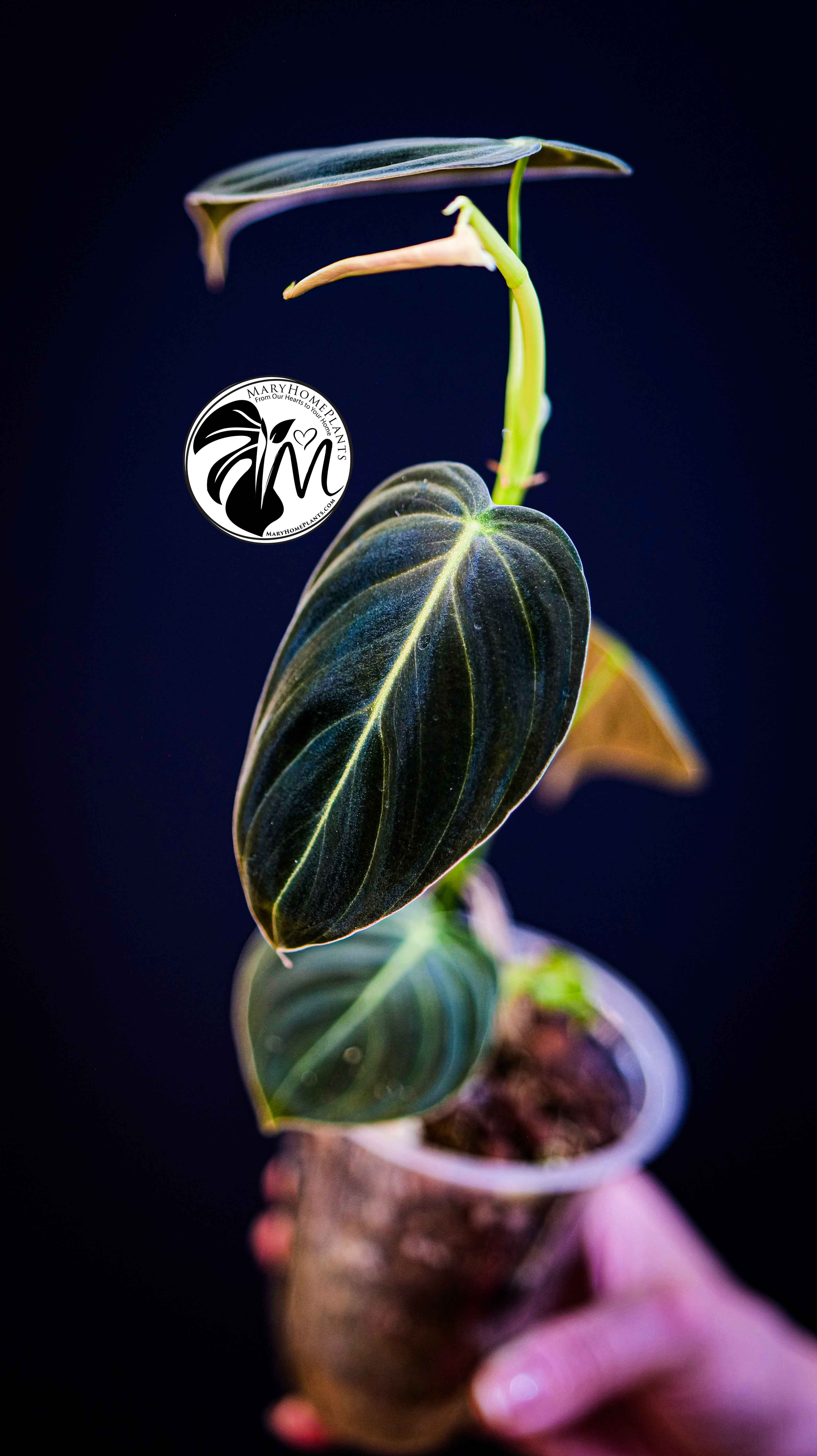 Philodendron Paraiso Verde