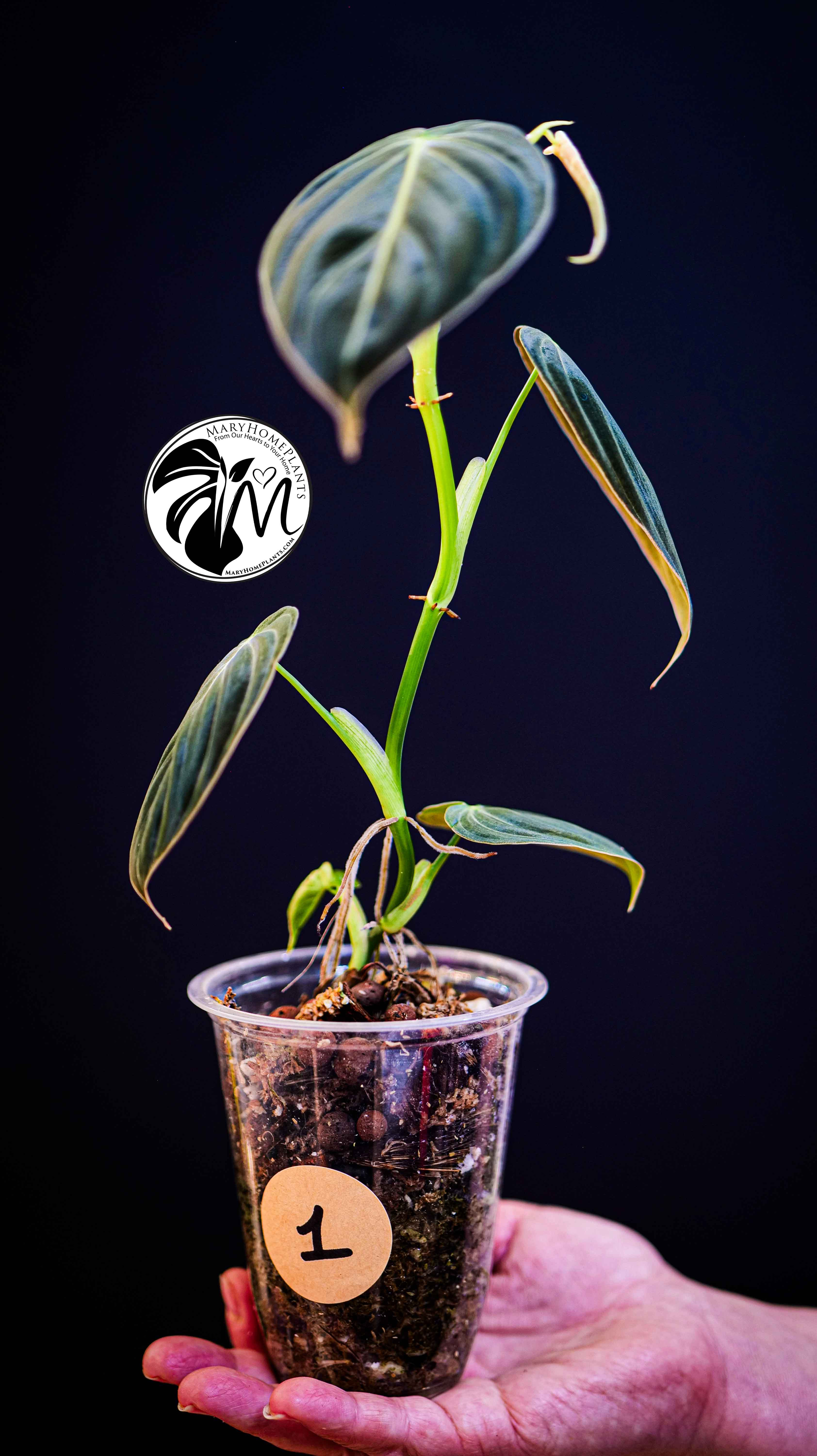 Philodendron Paraiso Verde