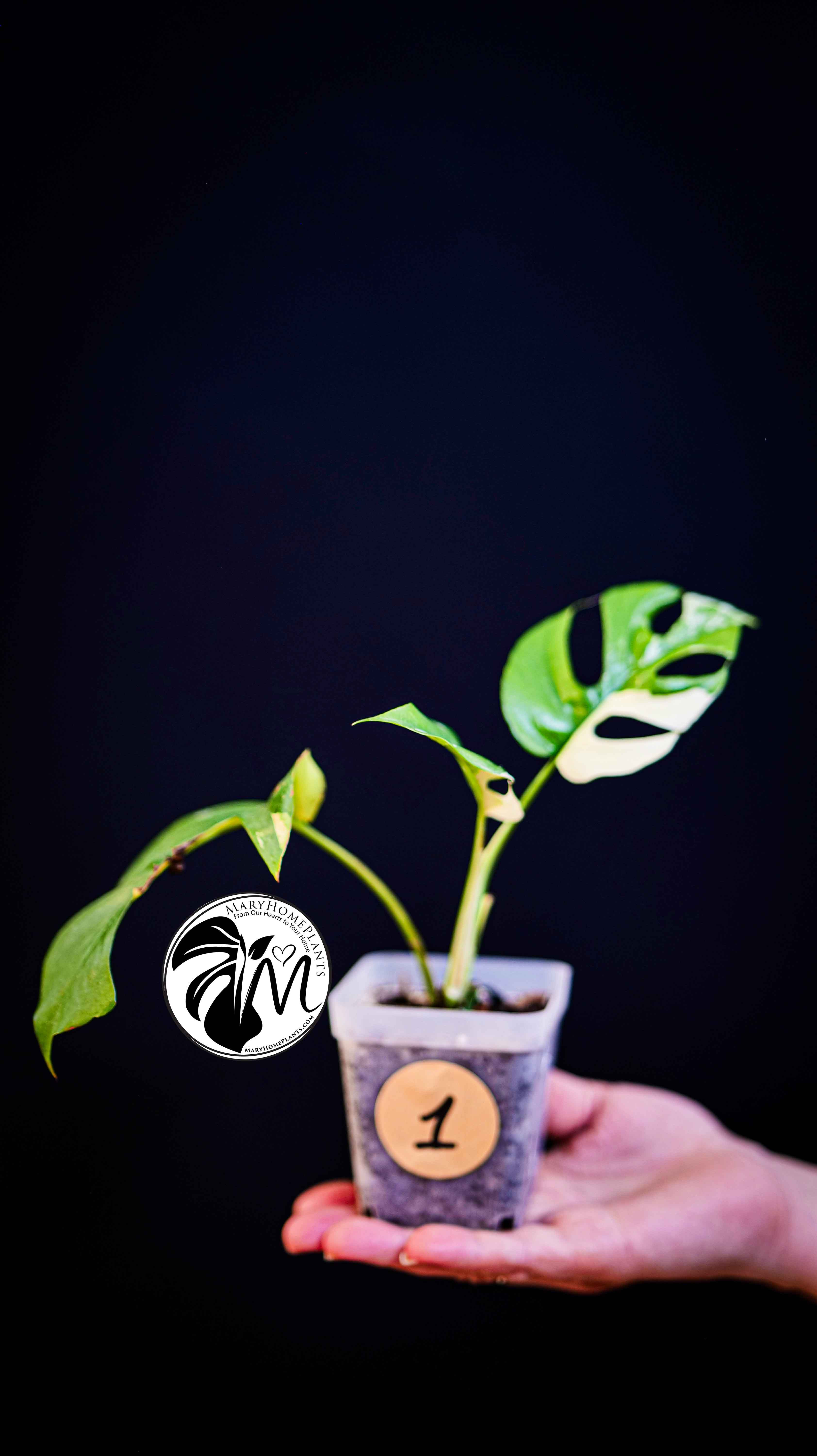 Rhaphidophora Tetrasperma Variegated