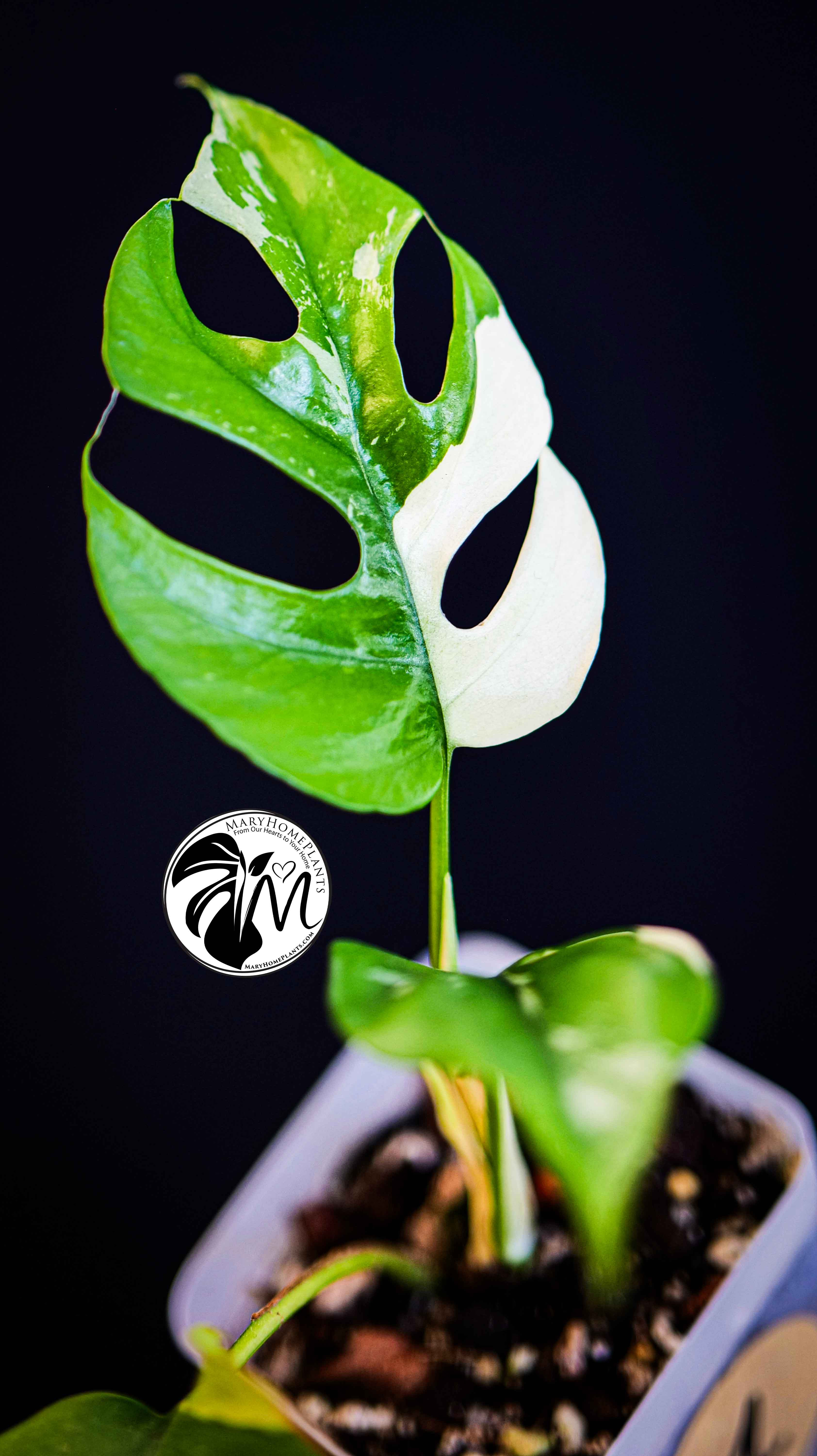 Rhaphidophora Tetrasperma Variegated