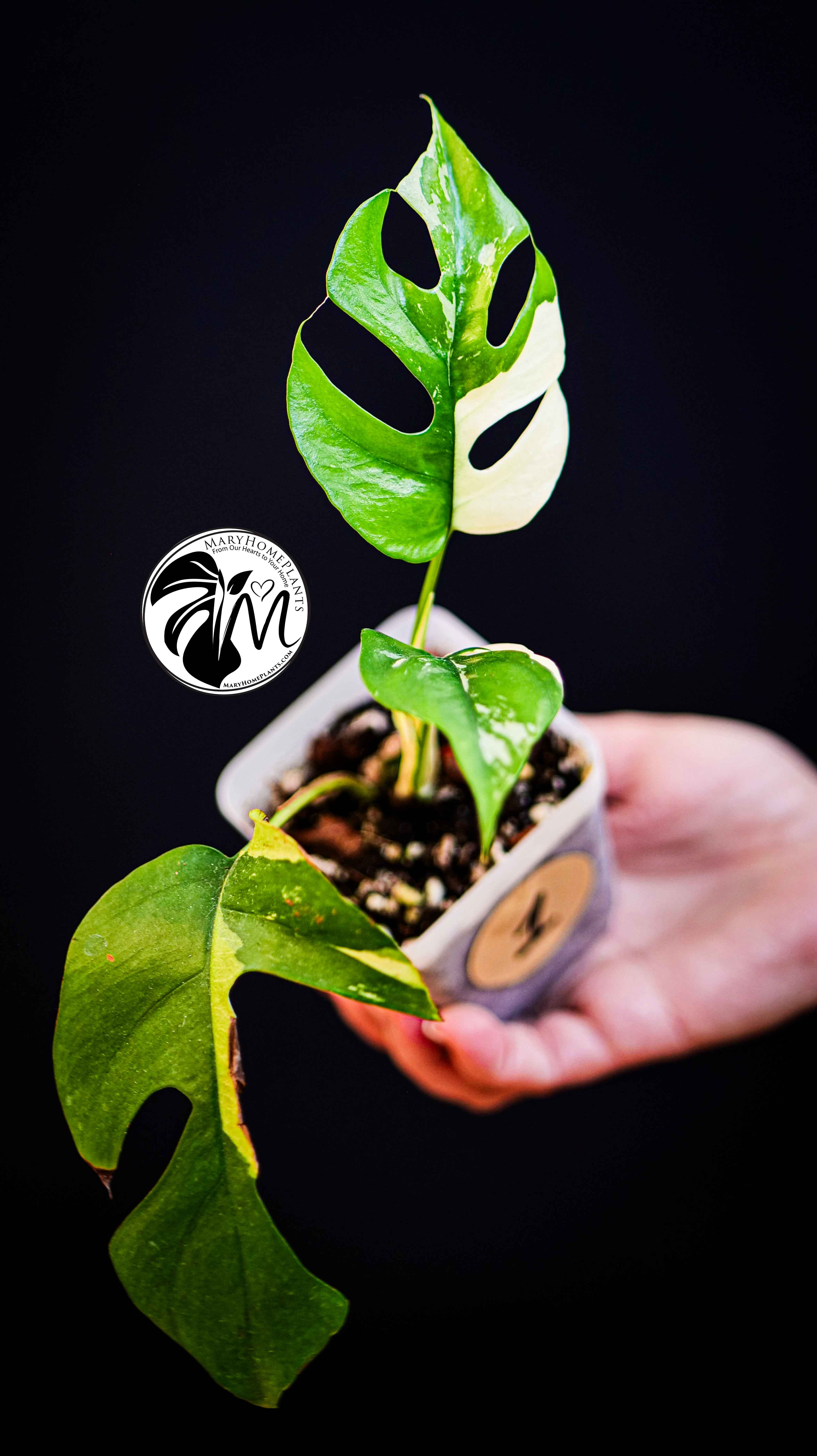 Rhaphidophora Tetrasperma Variegated