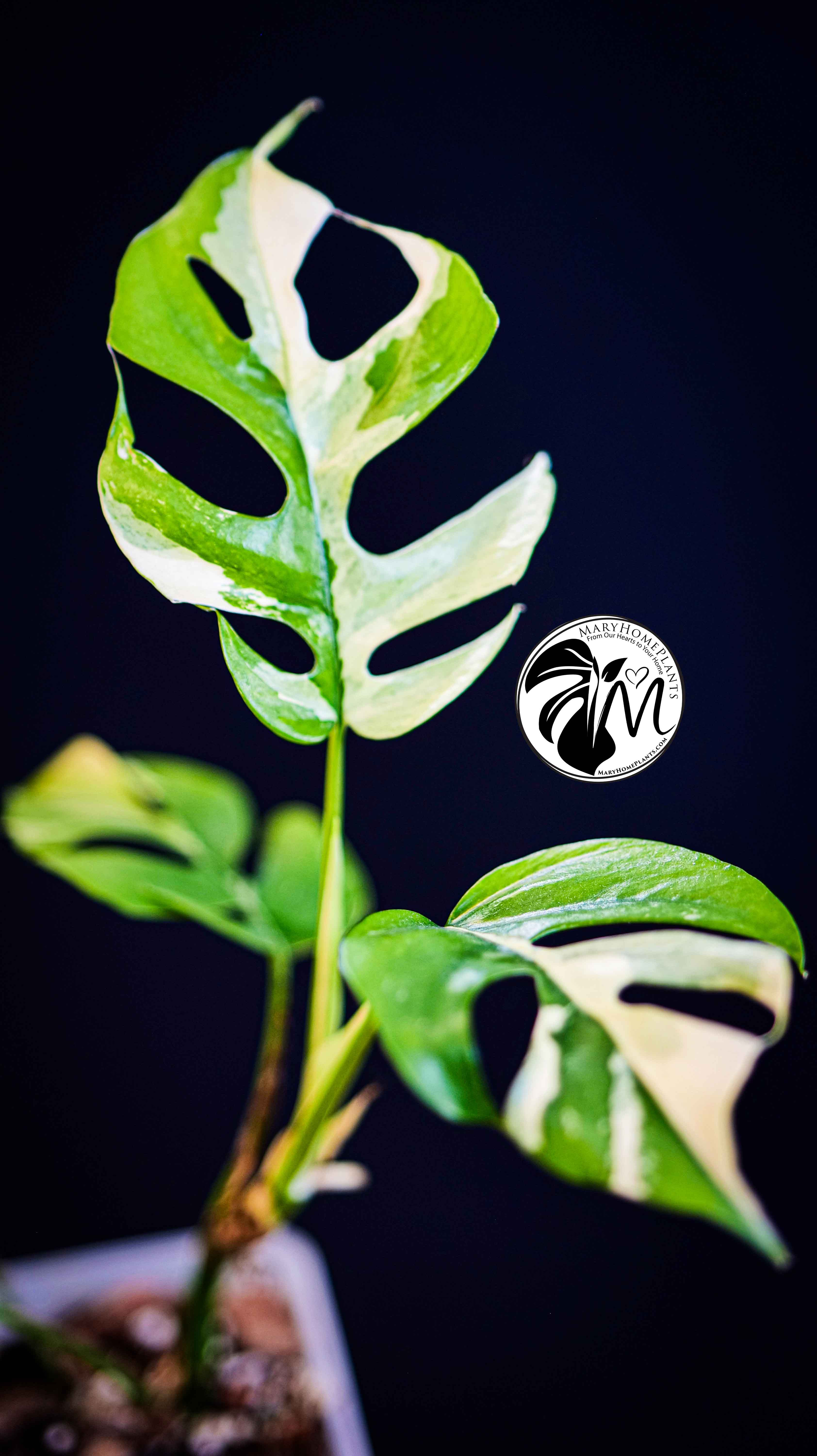 Rhaphidophora Tetrasperma Variegated