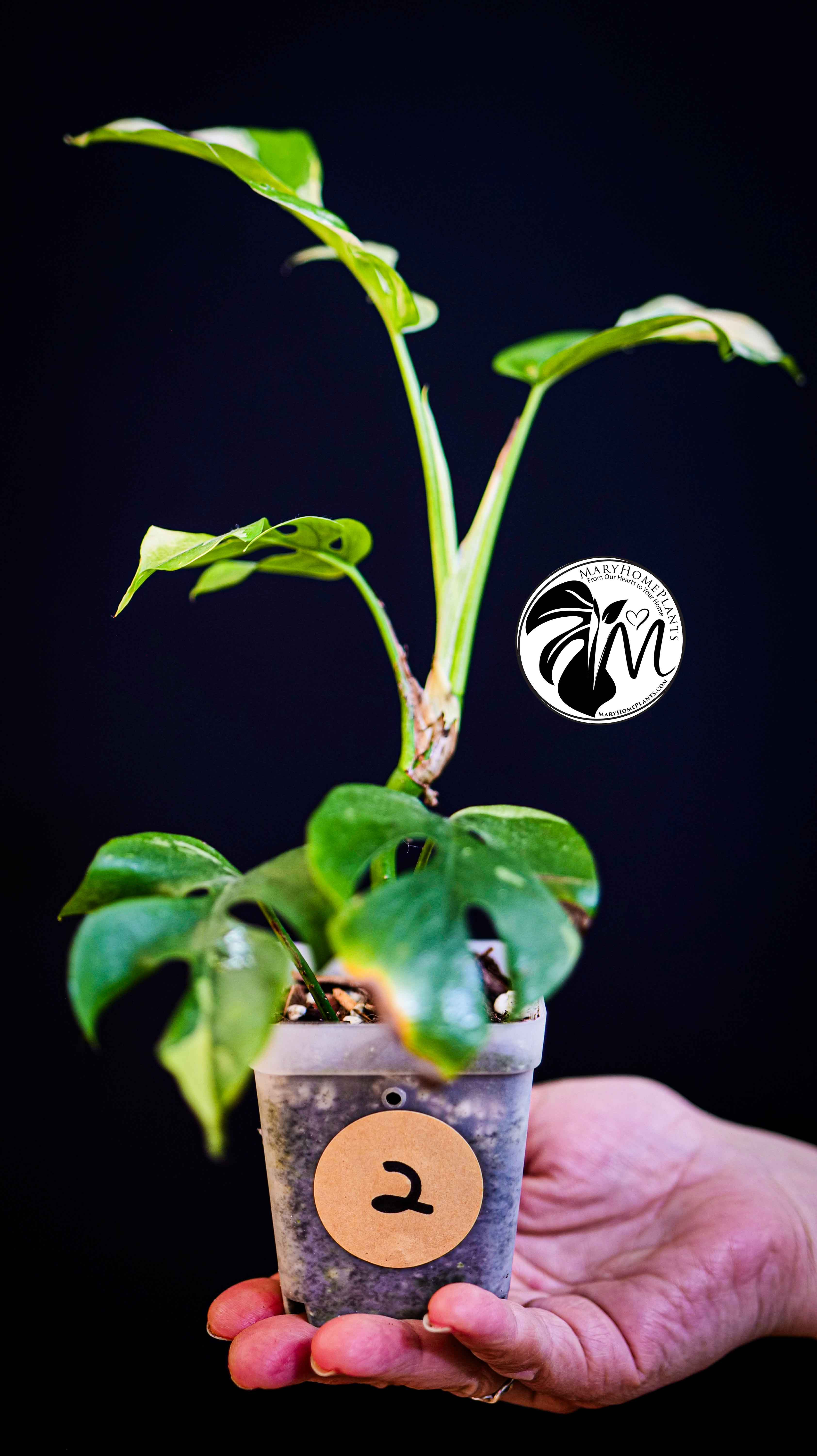 Rhaphidophora Tetrasperma Variegated