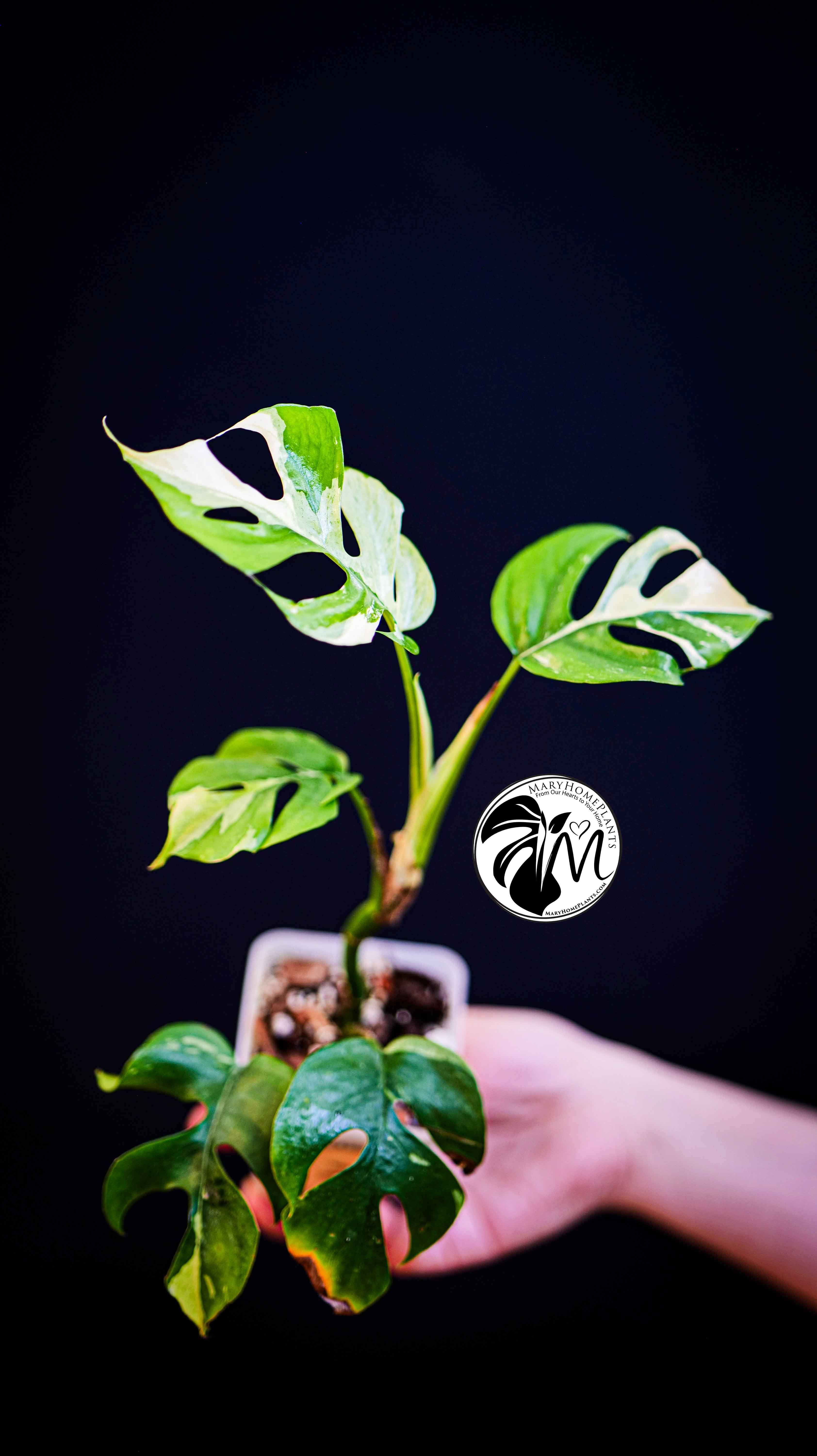 Rhaphidophora Tetrasperma Variegated