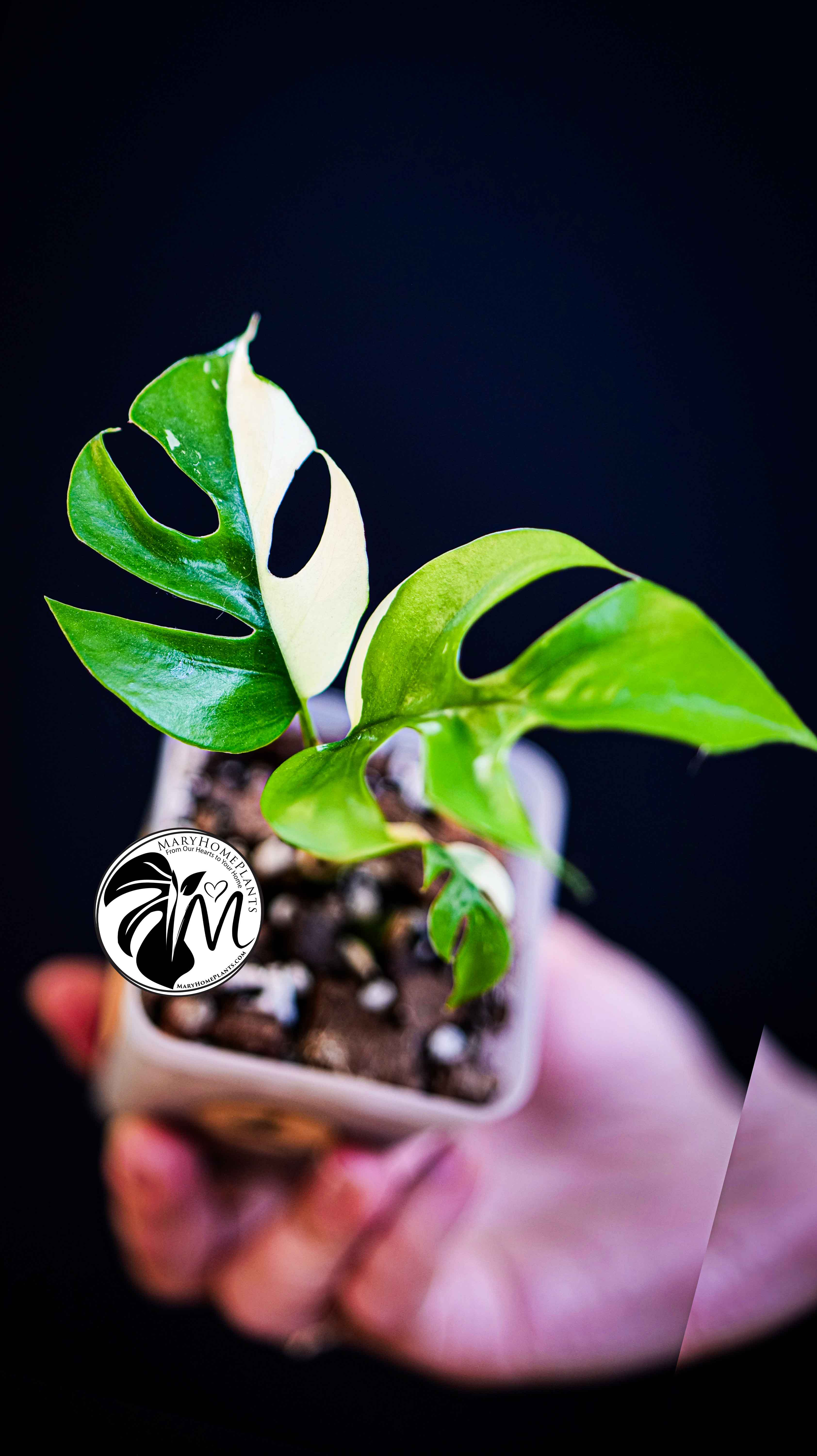 Rhaphidophora Tetrasperma Variegated