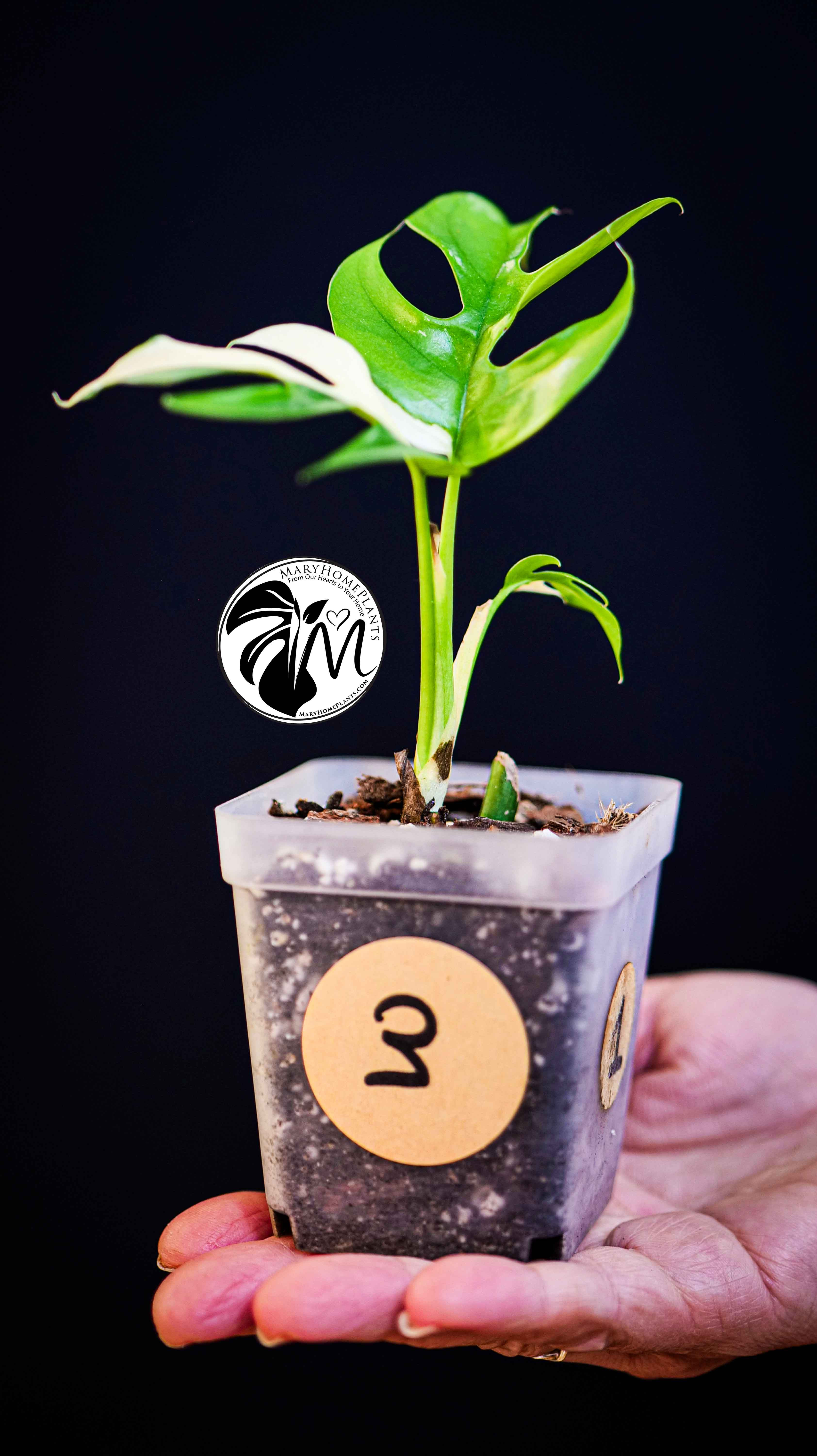 Rhaphidophora Tetrasperma Variegated