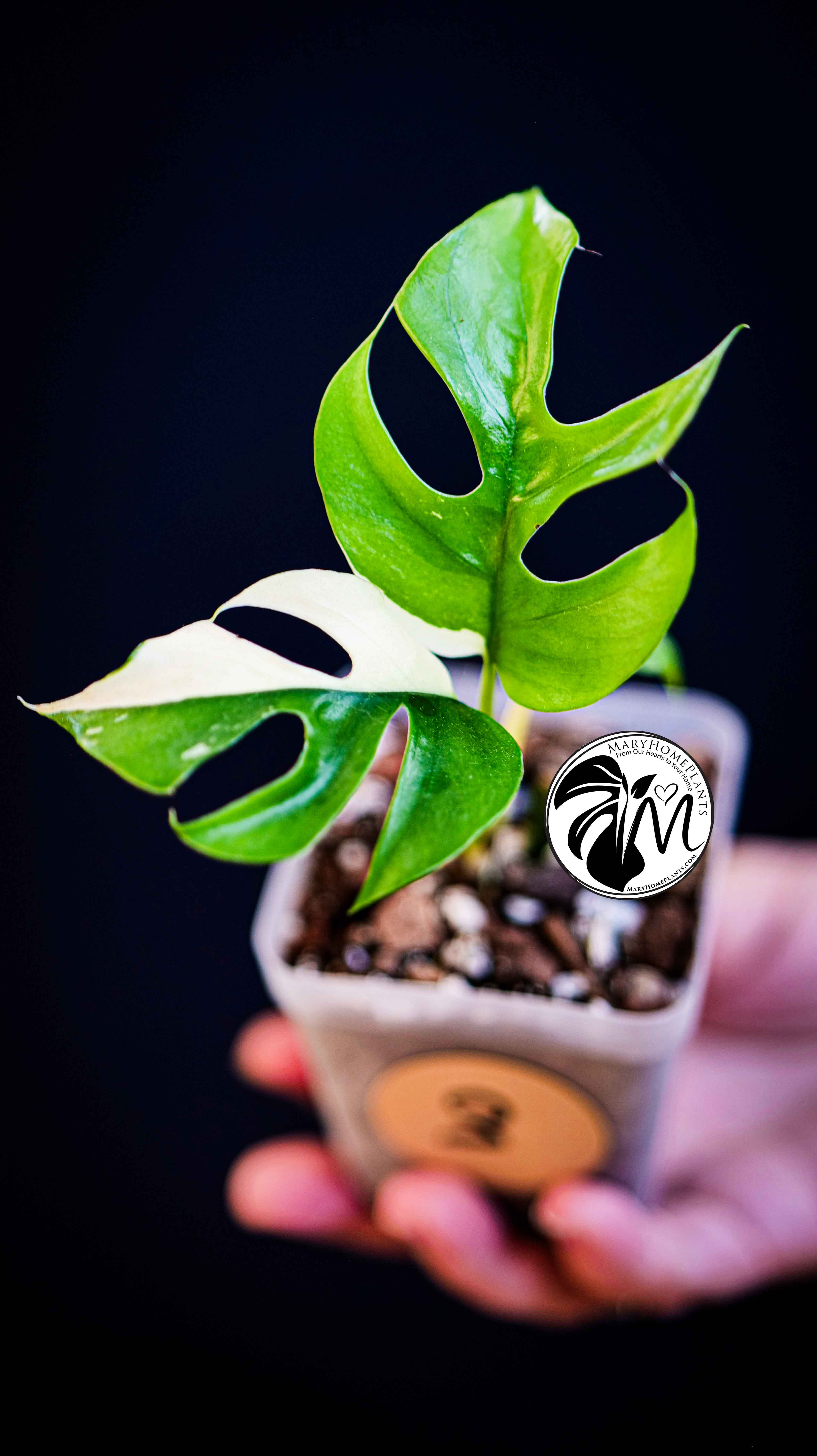 Rhaphidophora Tetrasperma Variegated