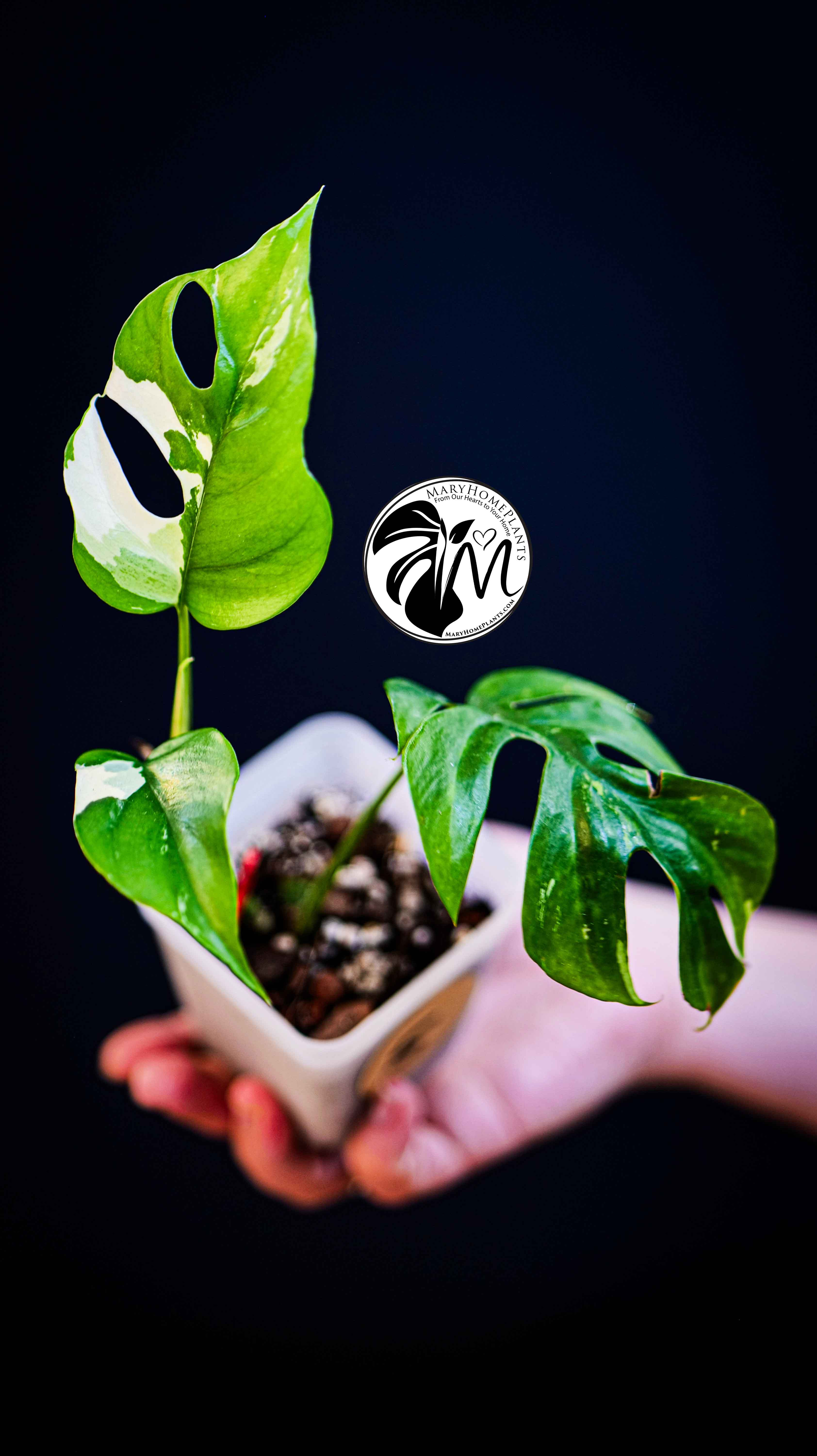 Rhaphidophora Tetrasperma Variegated