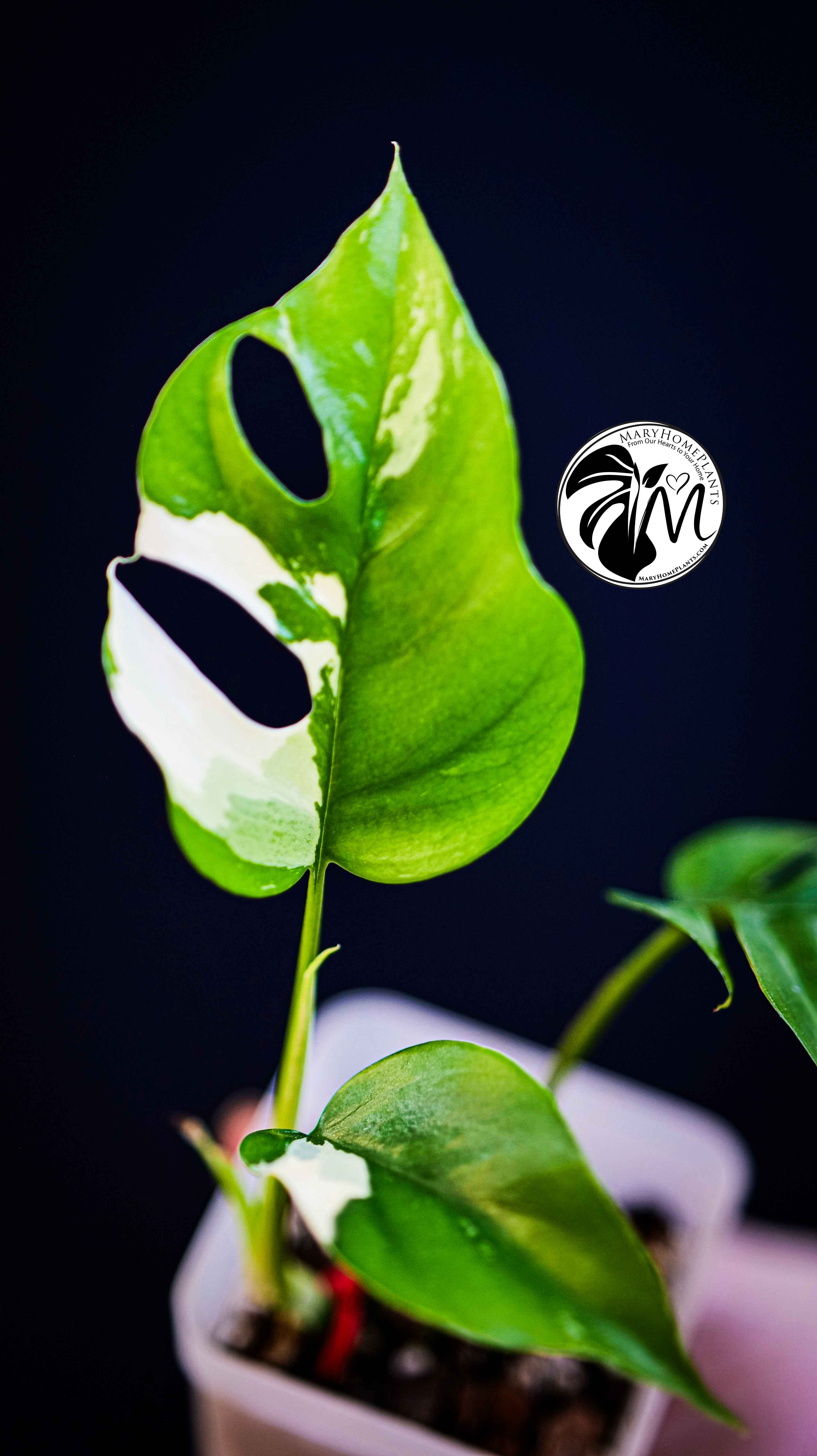 Rhaphidophora Tetrasperma Variegated