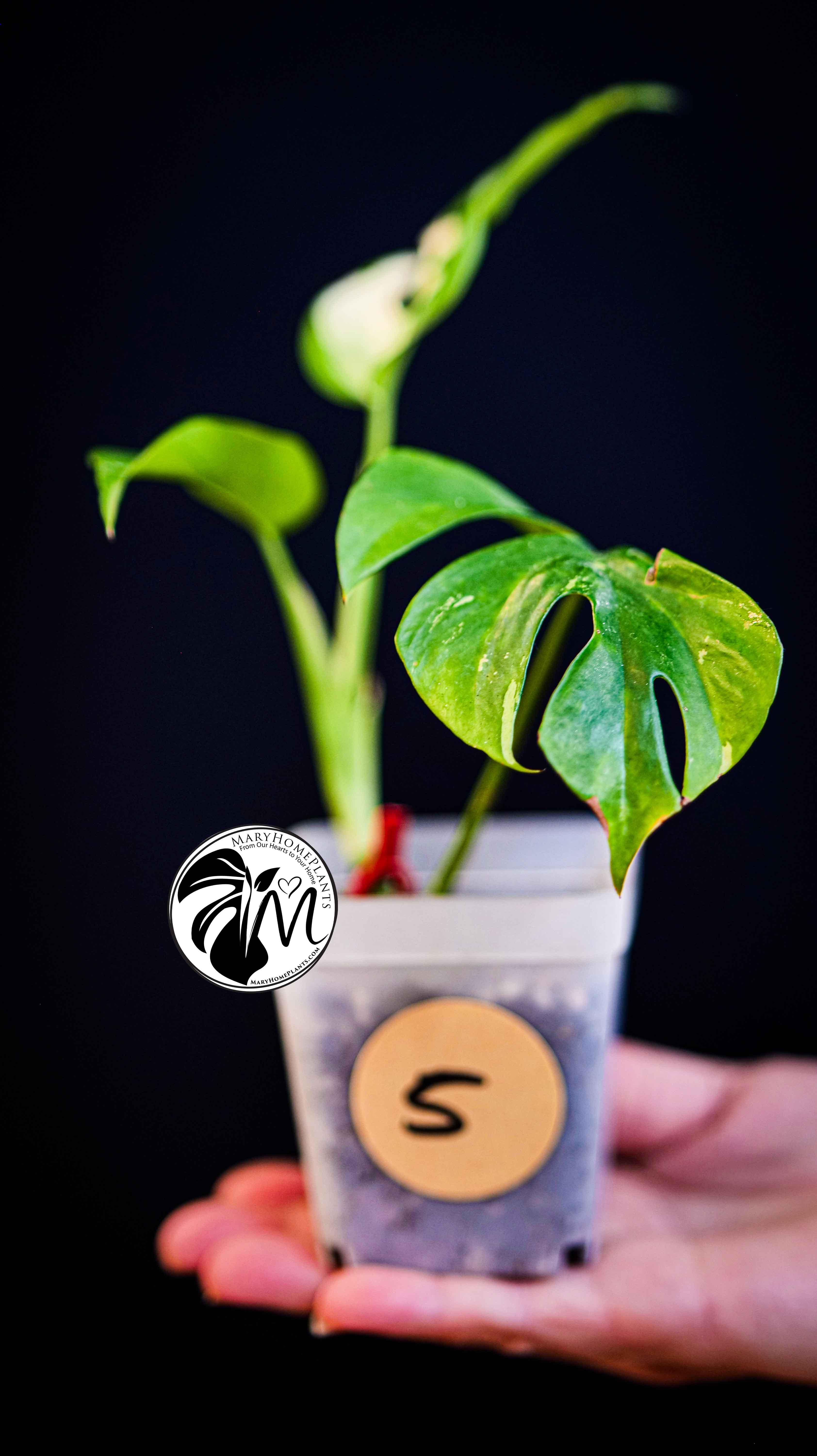 Rhaphidophora Tetrasperma Variegated