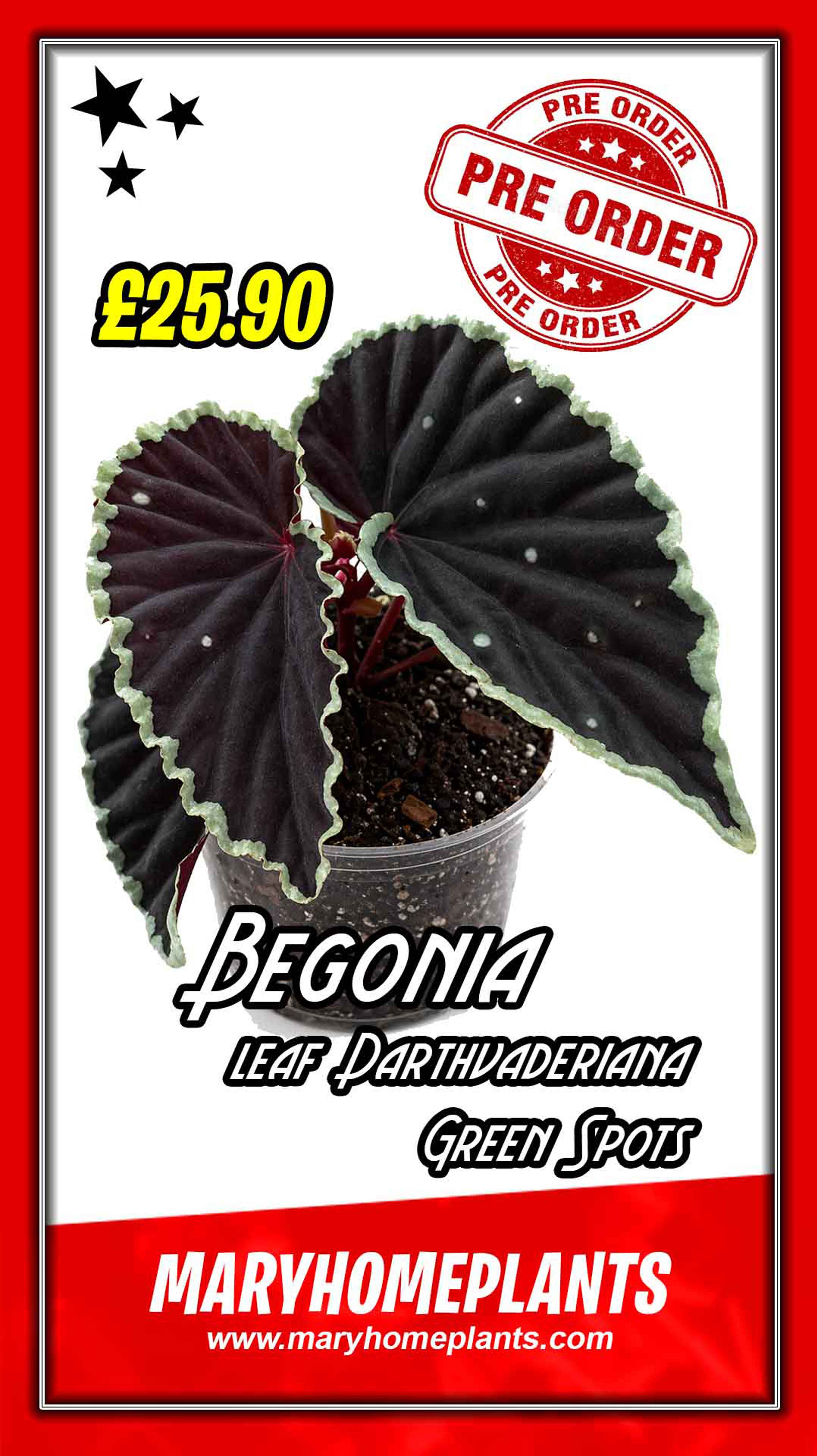 Begonia leaf Darthvaderiana Green Spots