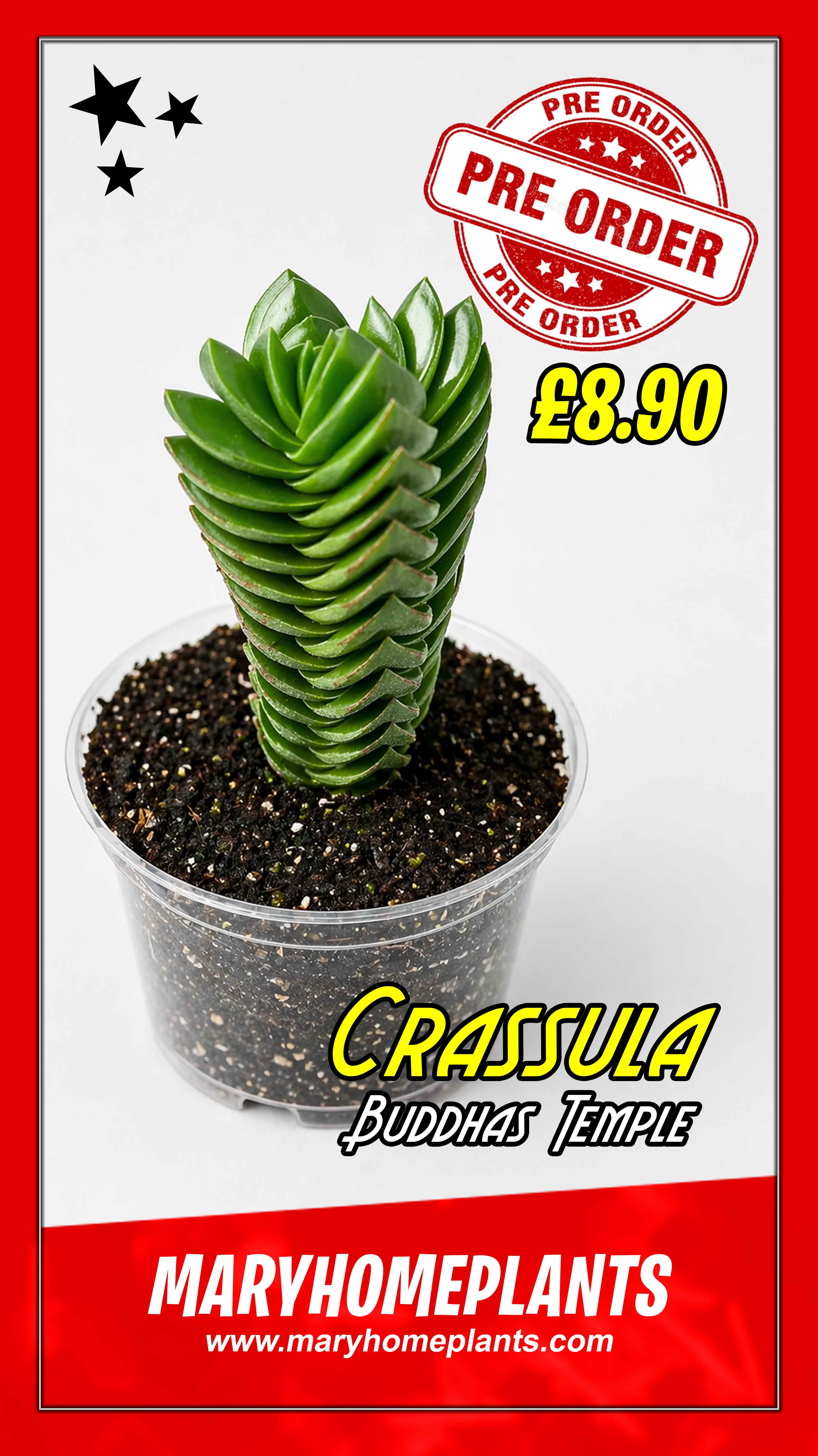 Crassula Buddhas Temple