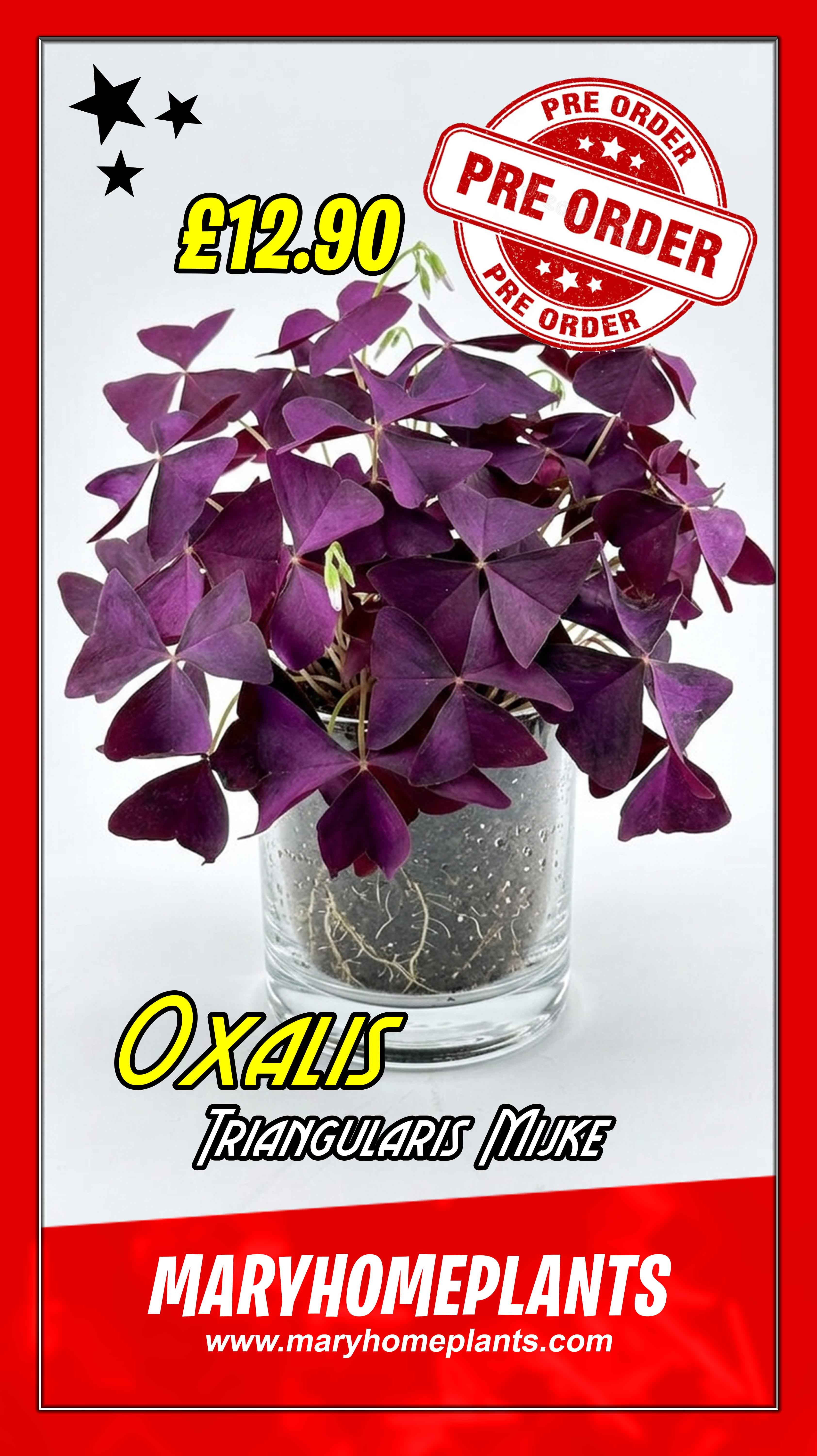 Oxalis Triangularis Mijke
