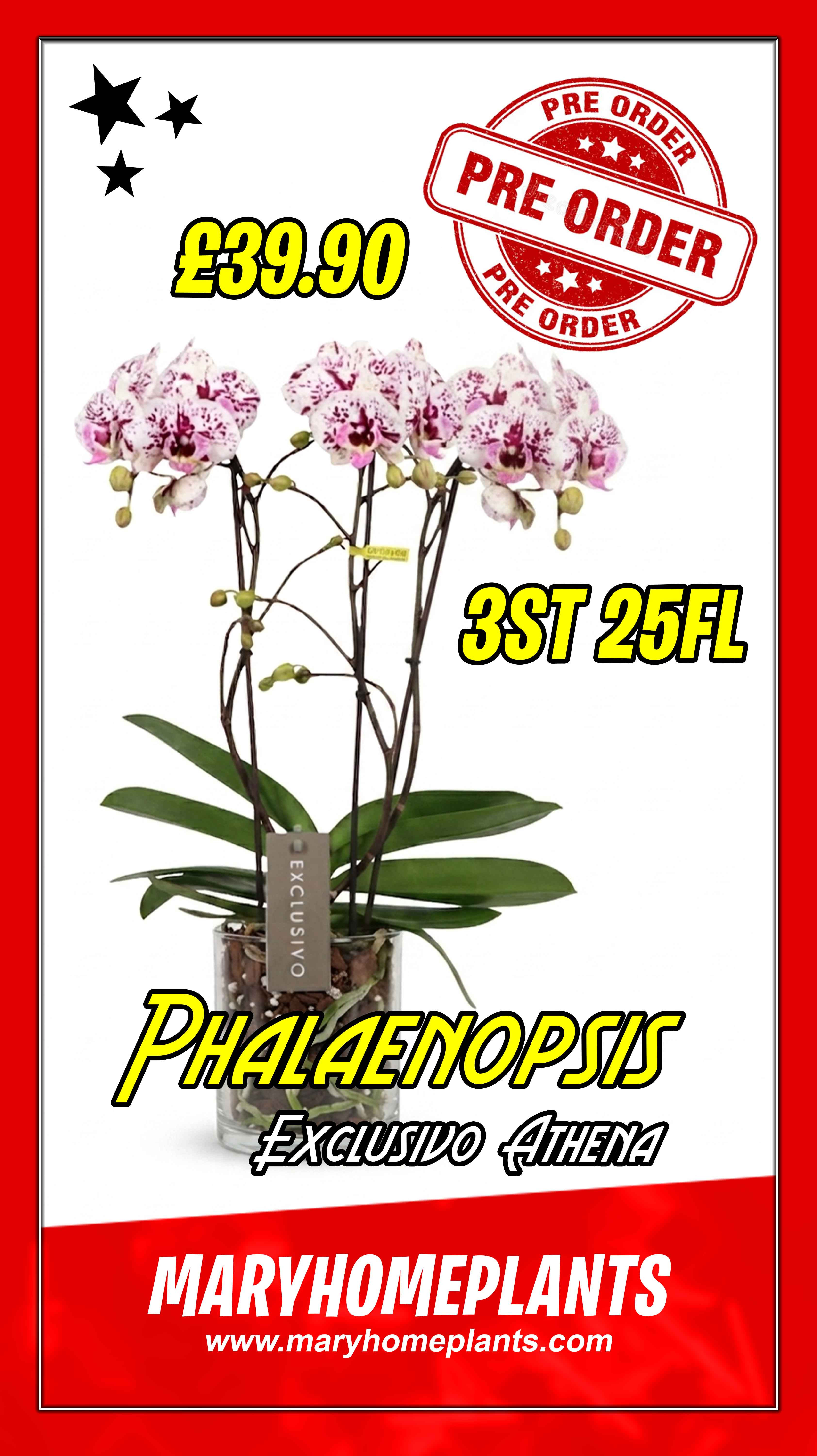 Phalaenopsis Exclusivo Athena