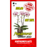 Phalaenopsis Exclusivo Athena
