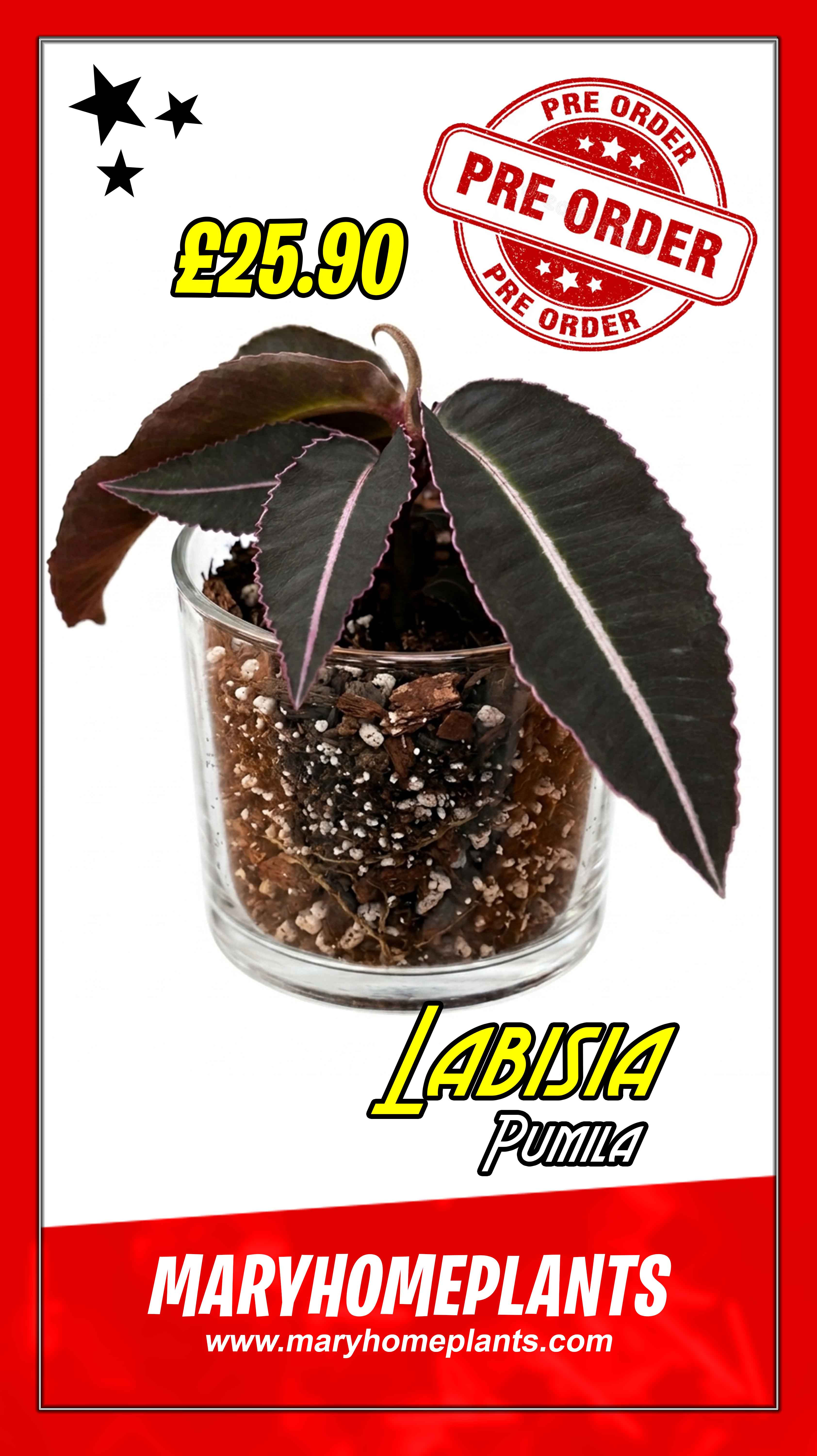 Labisia Pumila