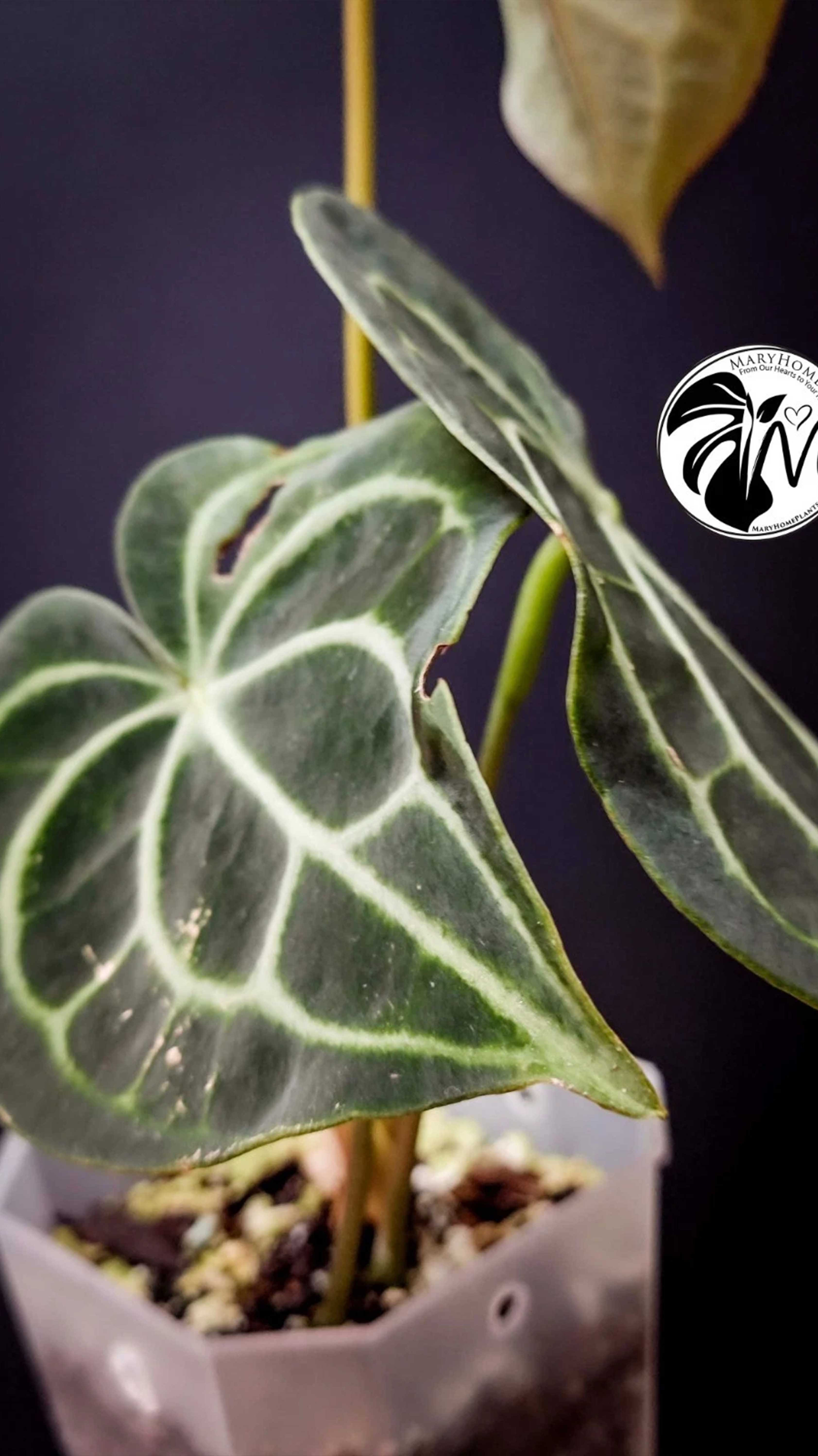 Anthurium Clarinervium