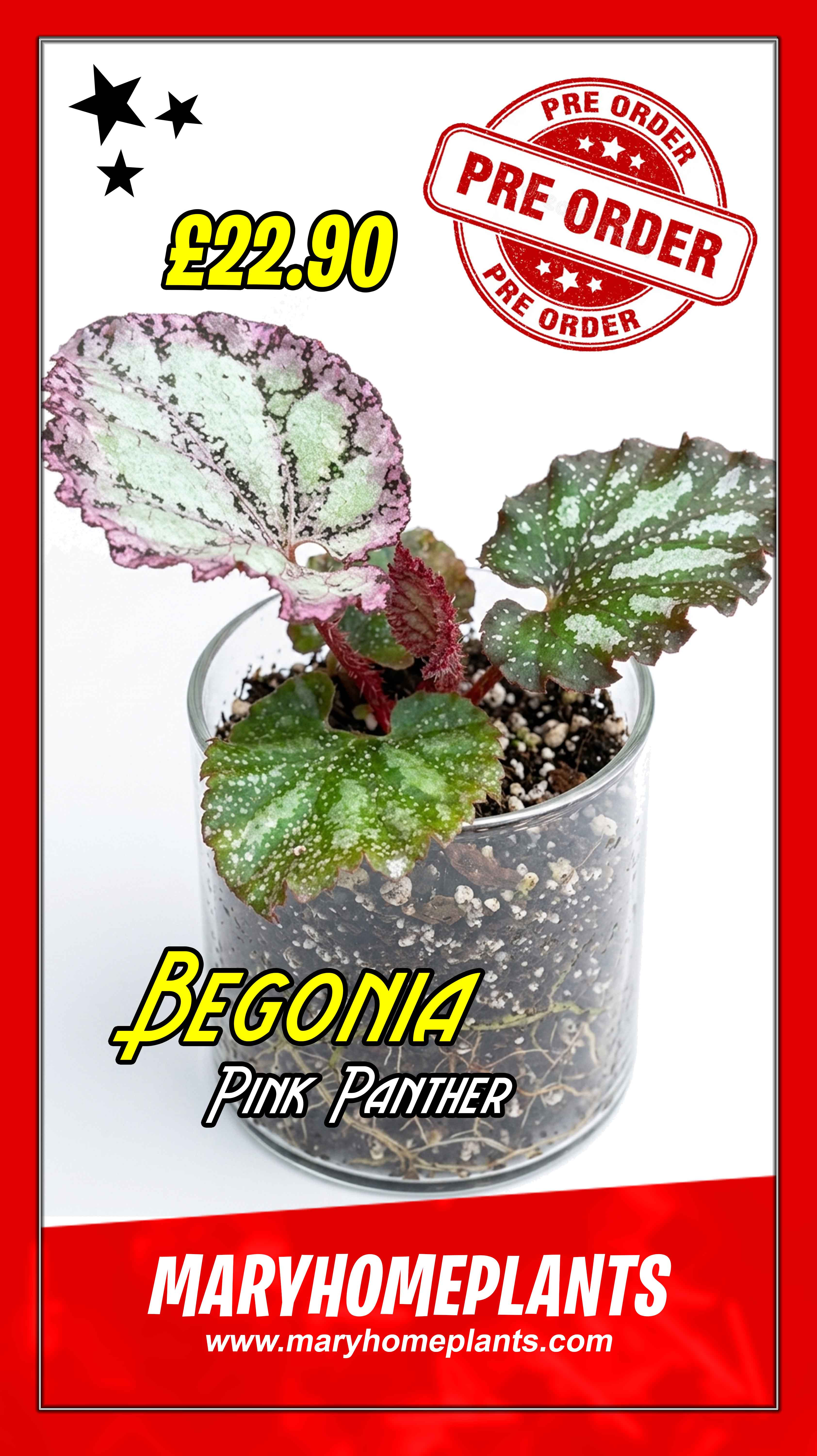 Begonia Pink Panther